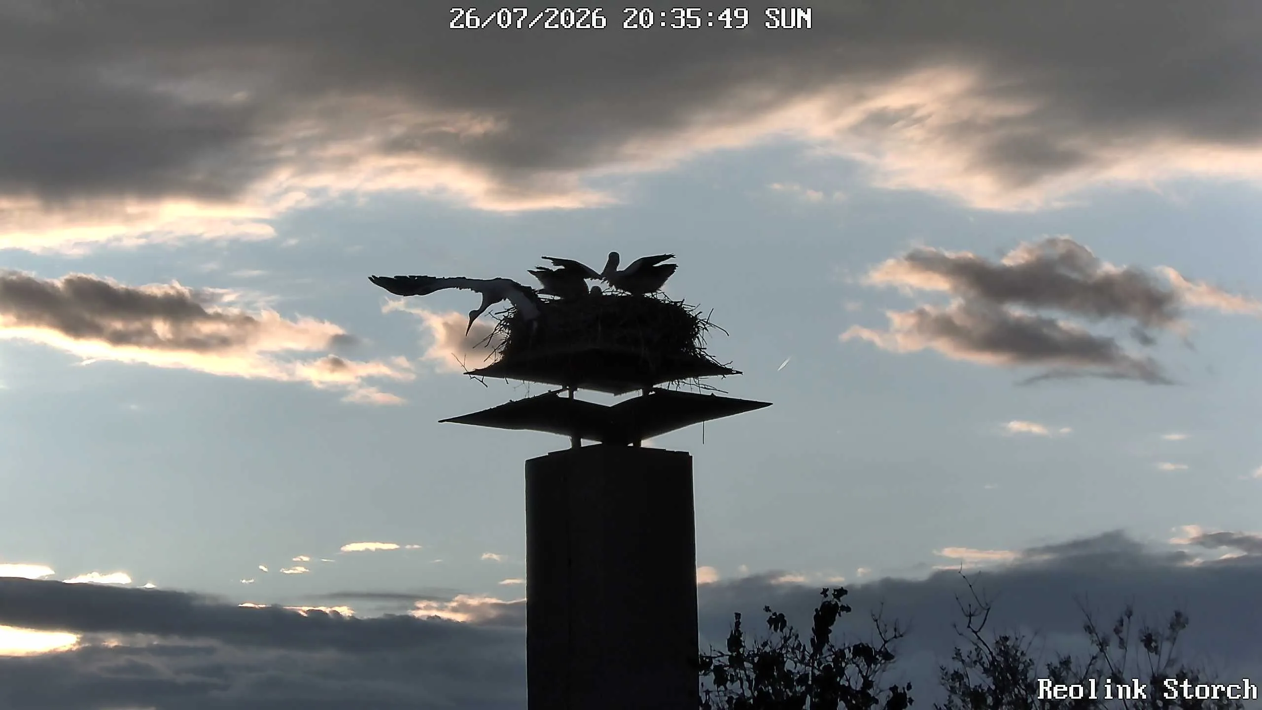 Storchencam Bild