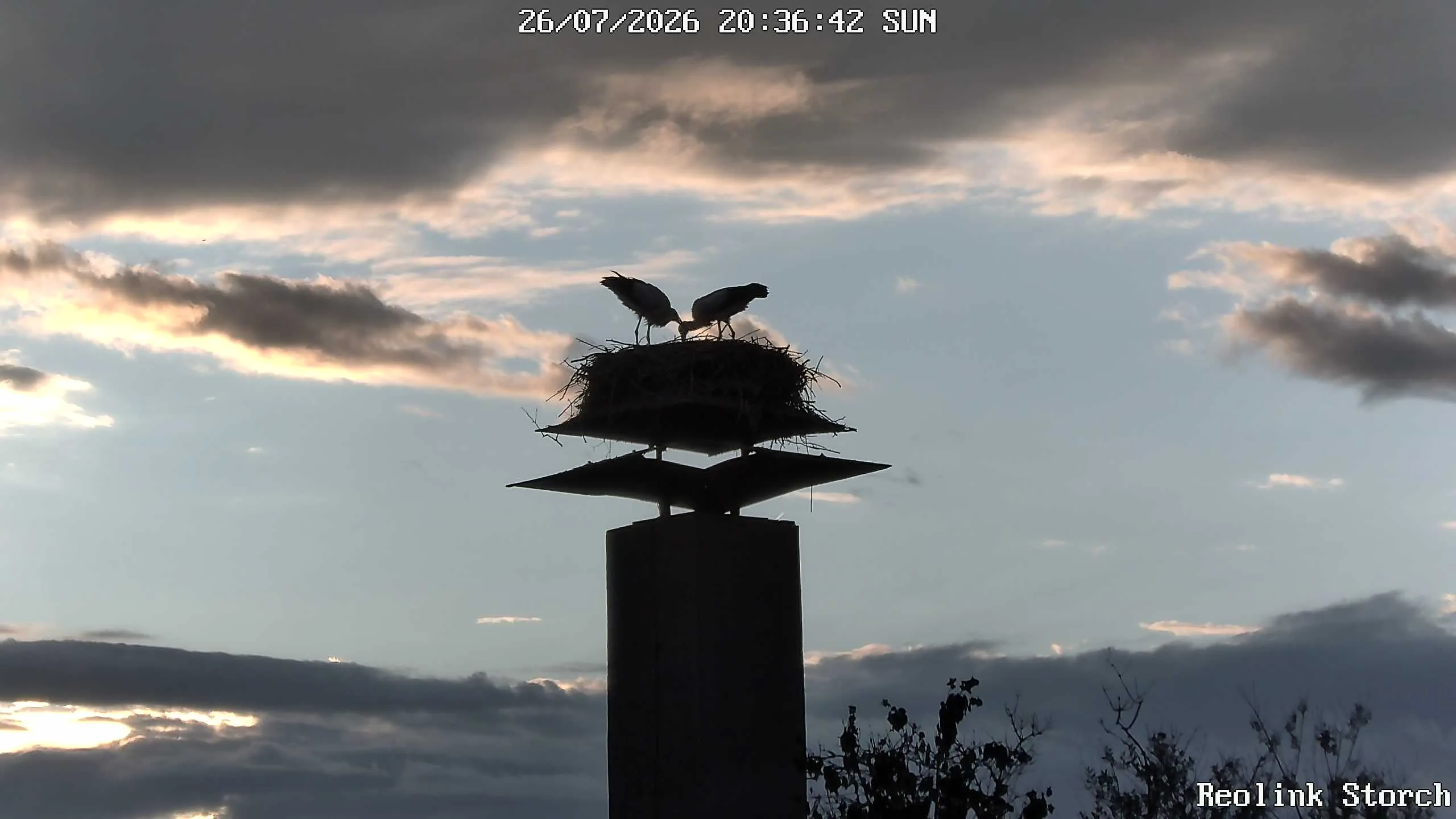 Storchencam Bild
