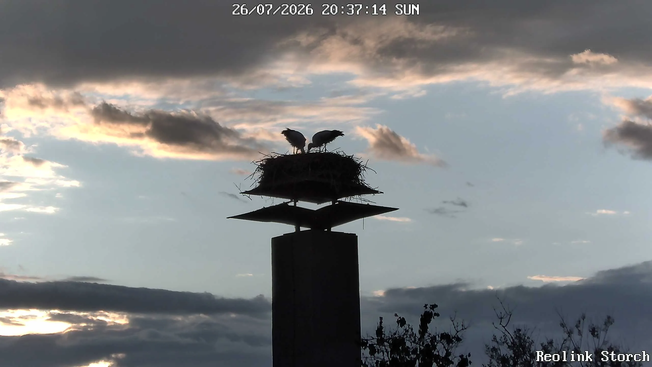 Storchencam Bild