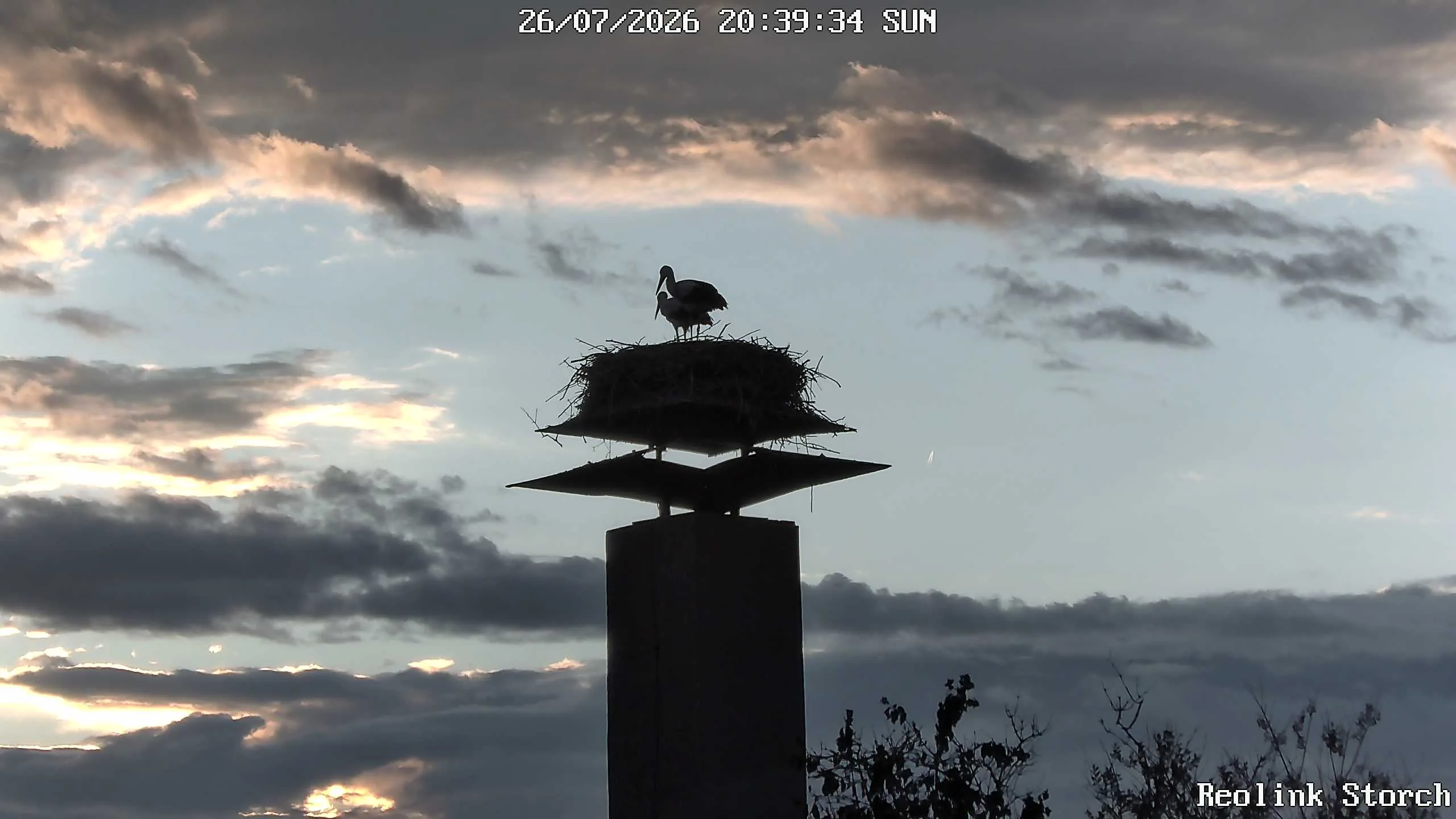 Storchencam Bild