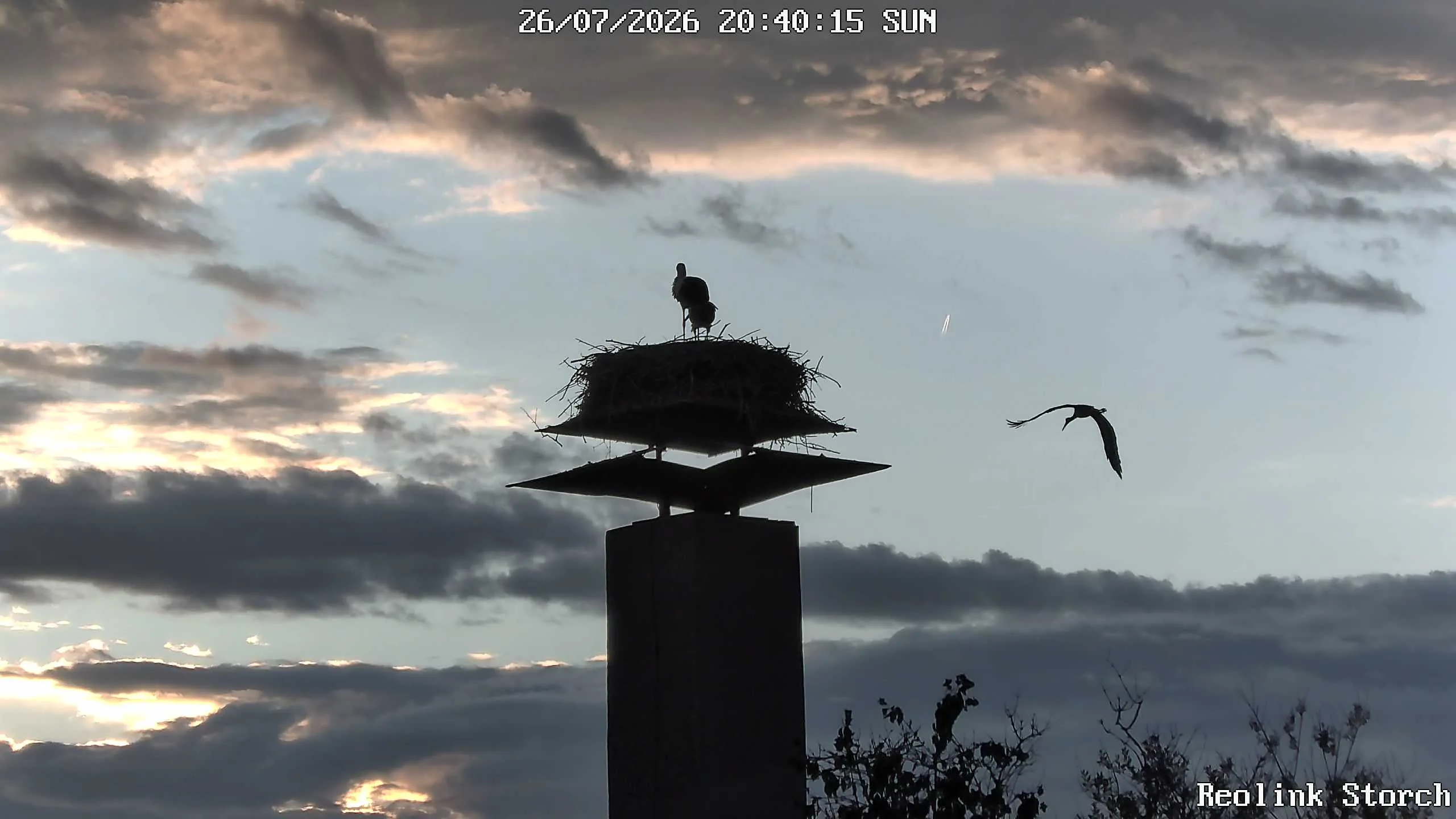 Storchencam Bild