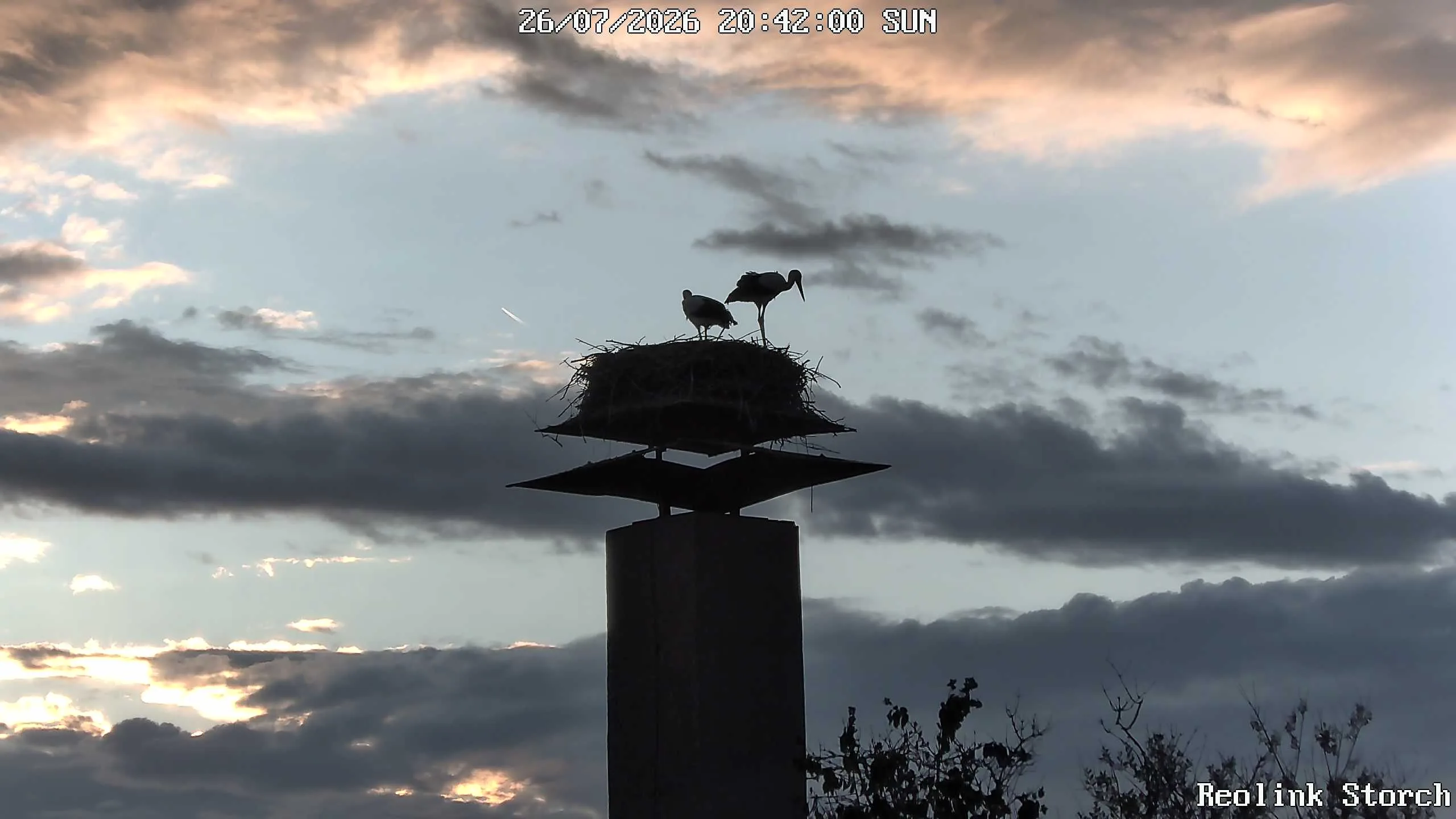 Storchencam Bild