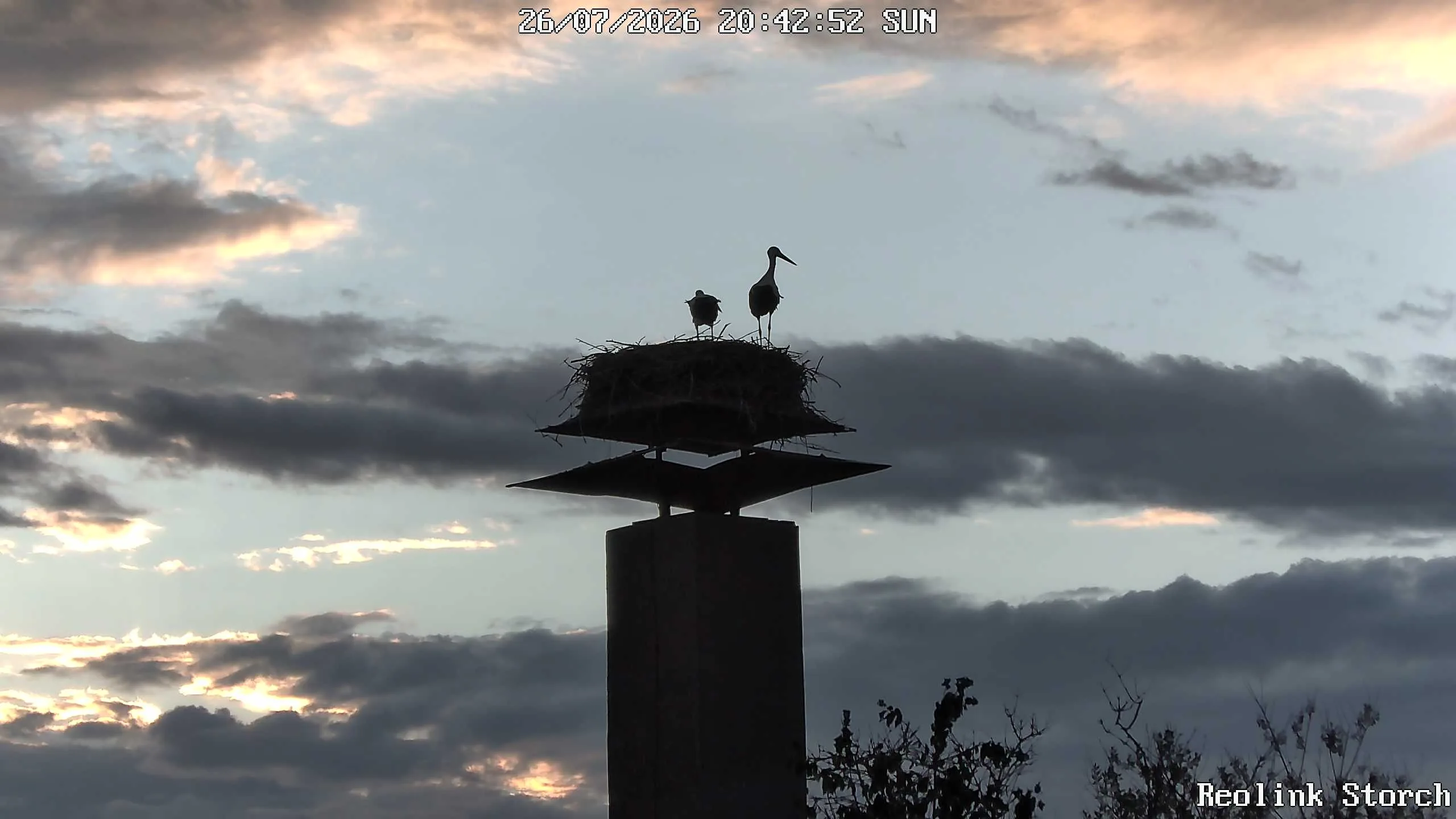 Storchencam Bild