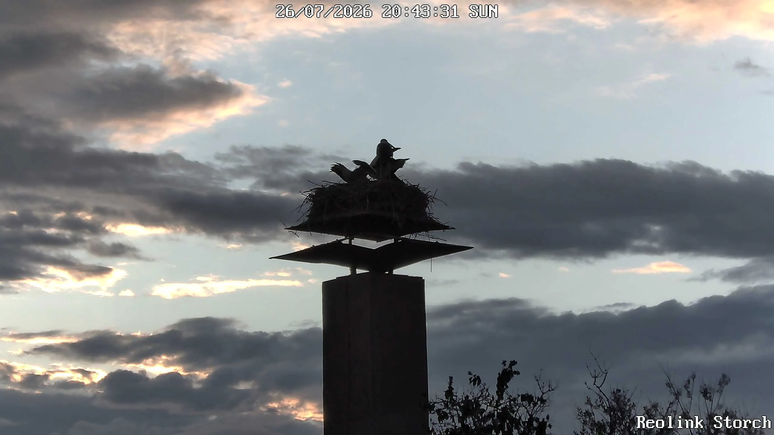 Storchencam Bild