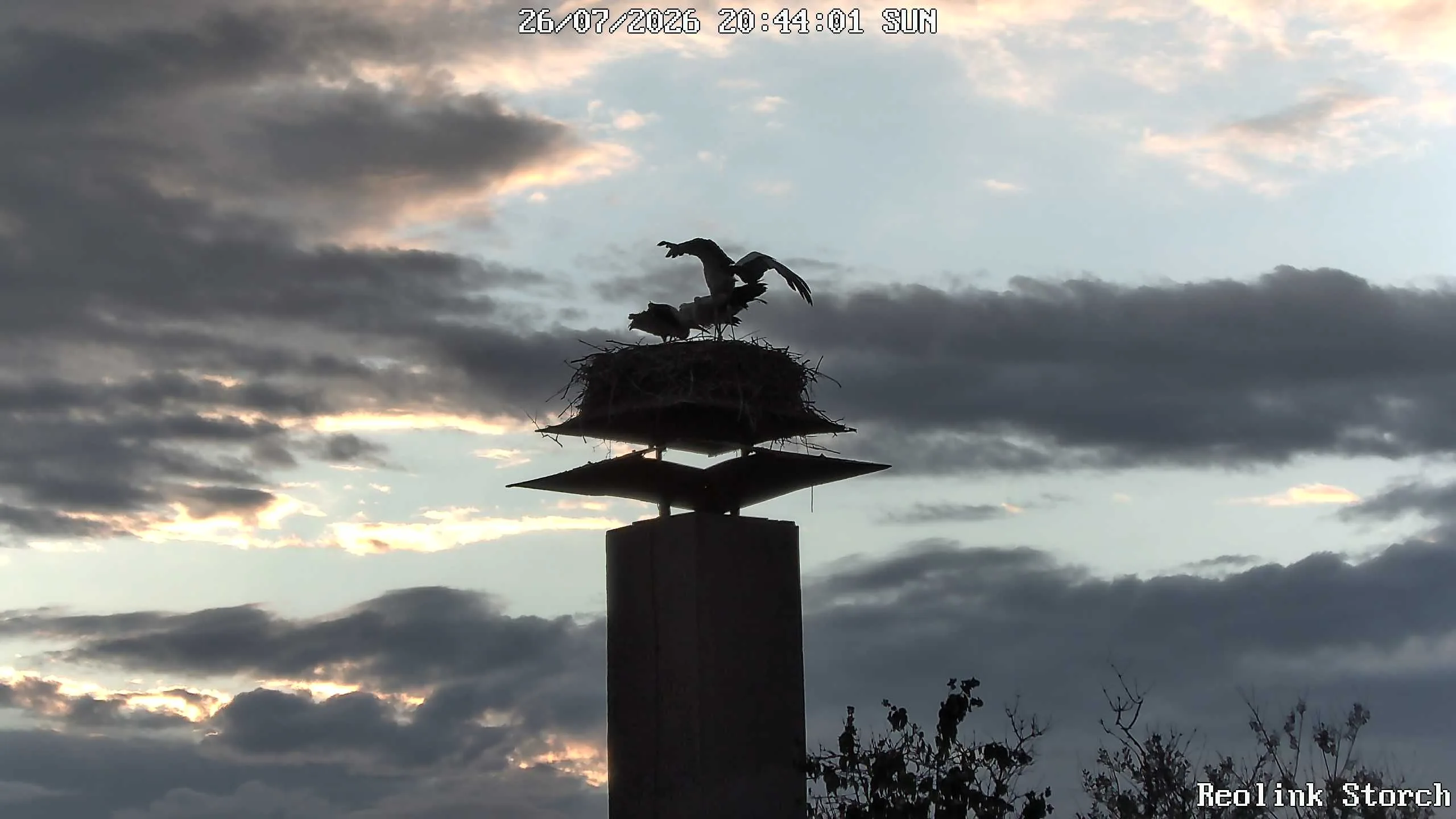 Storchencam Bild