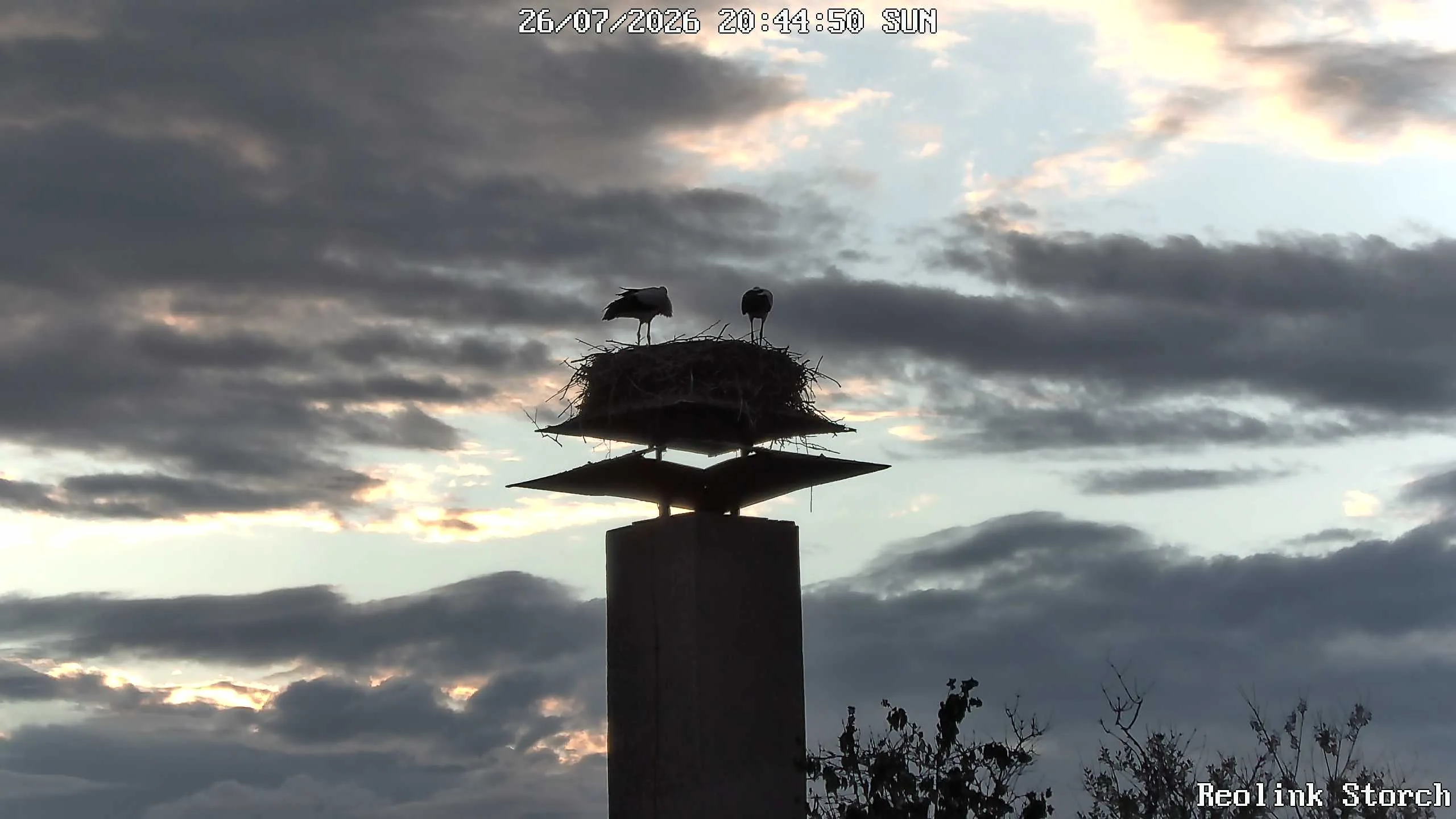 Storchencam Bild