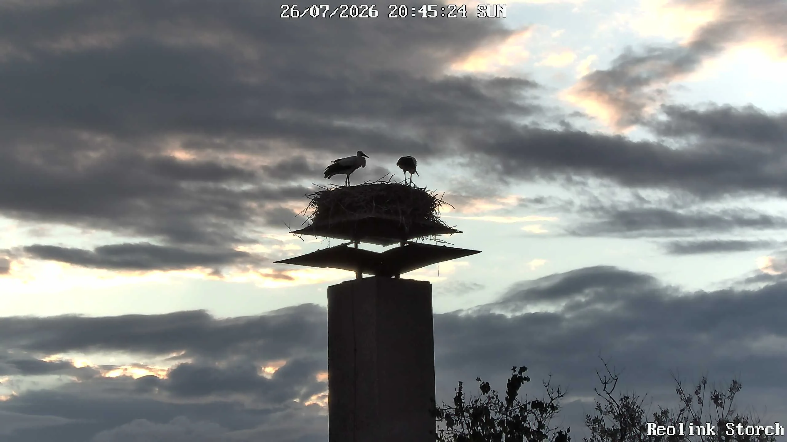 Storchencam Bild