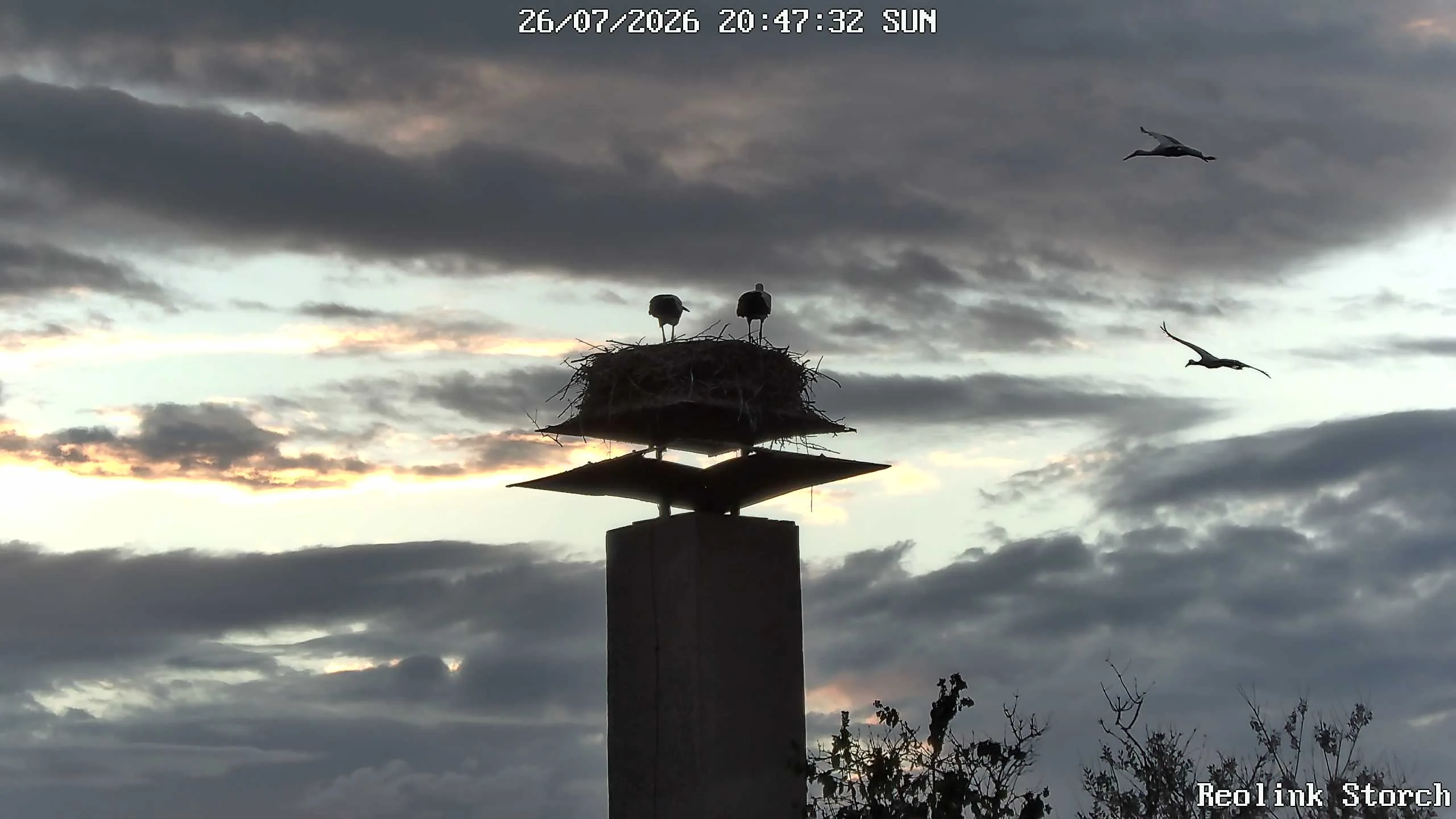 Storchencam Bild