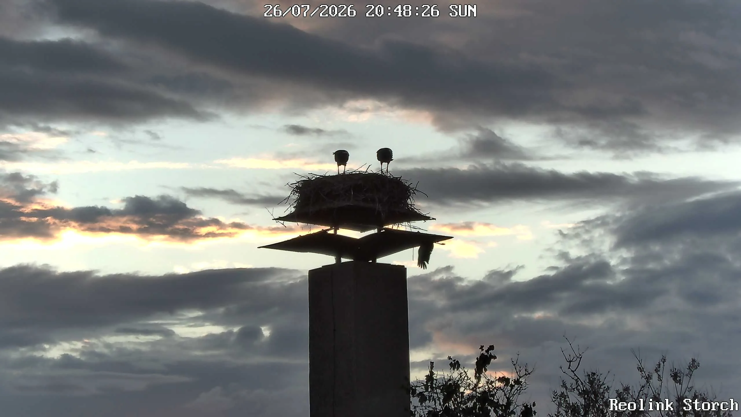 Storchencam Bild
