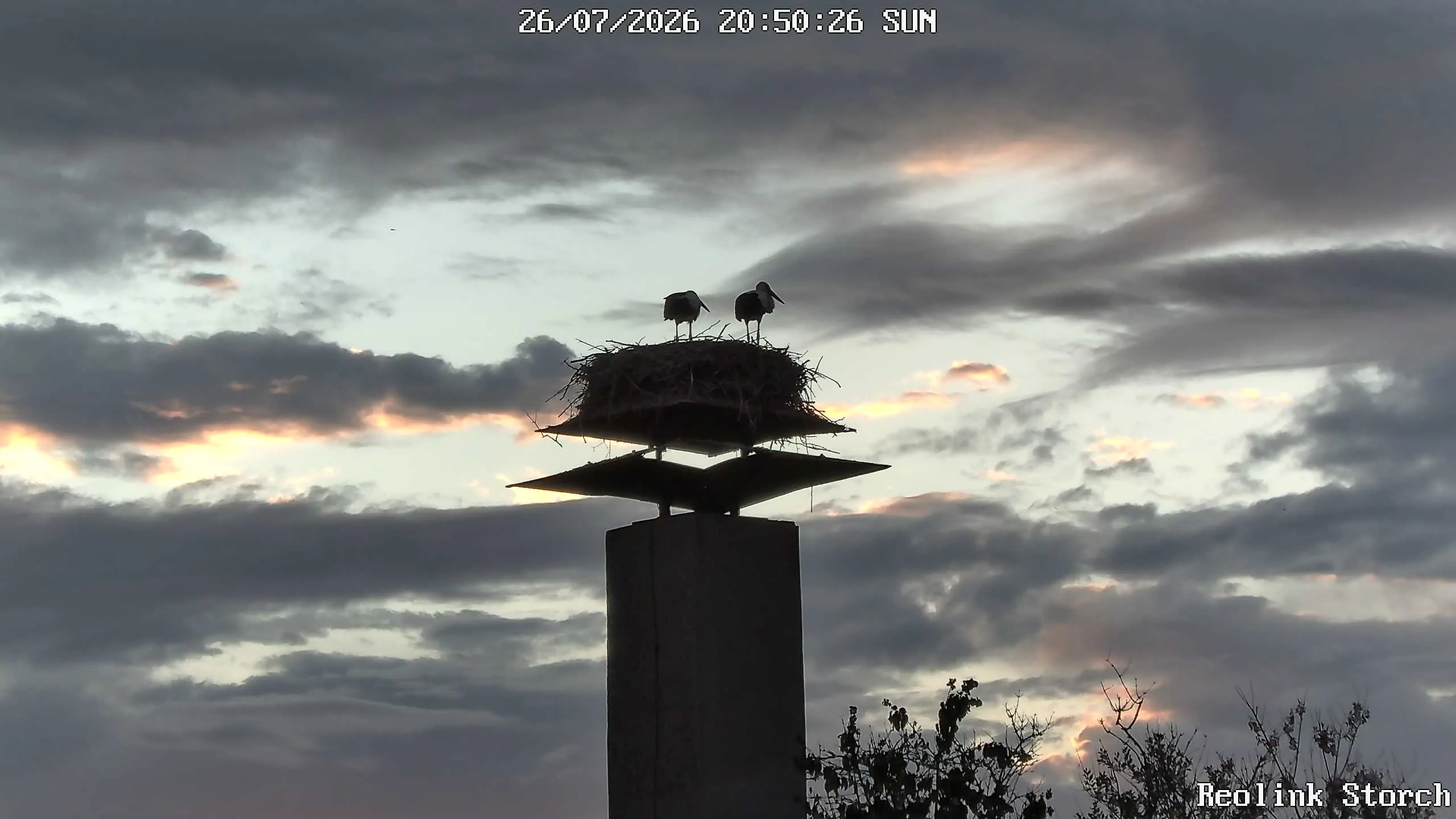 Storchencam Bild