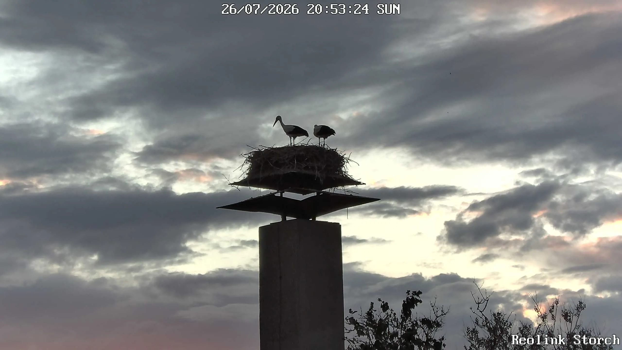 Storchencam Bild