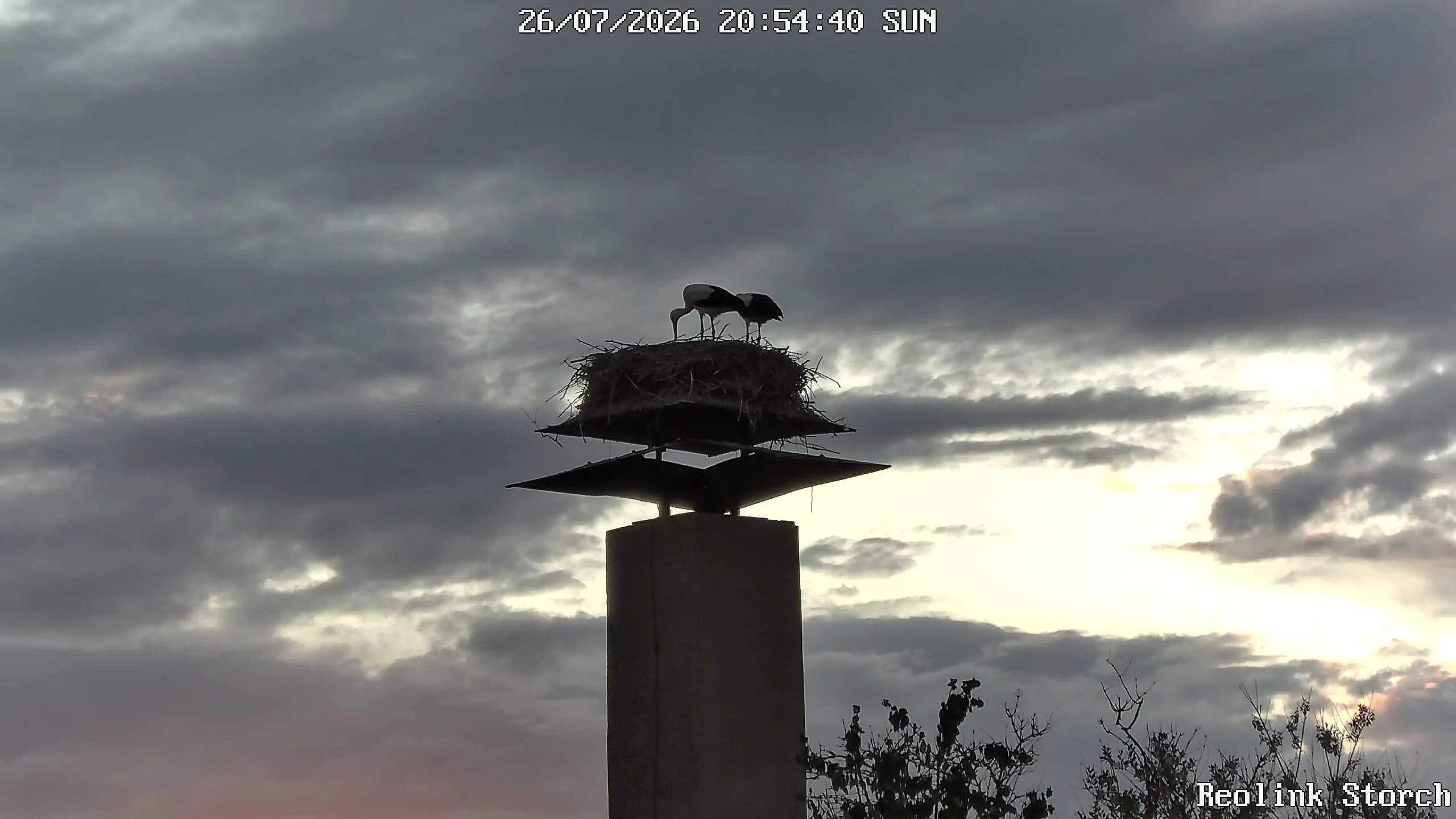 Storchencam Bild