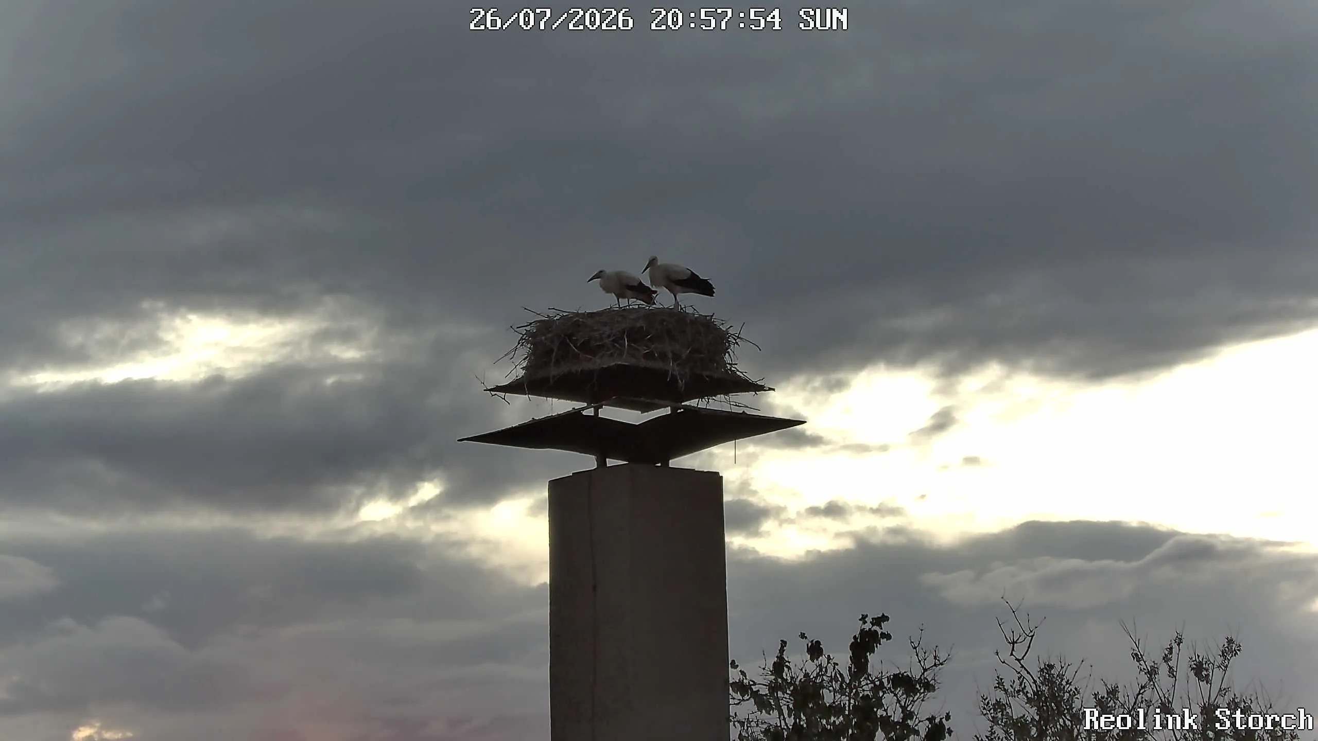 Storchencam Bild