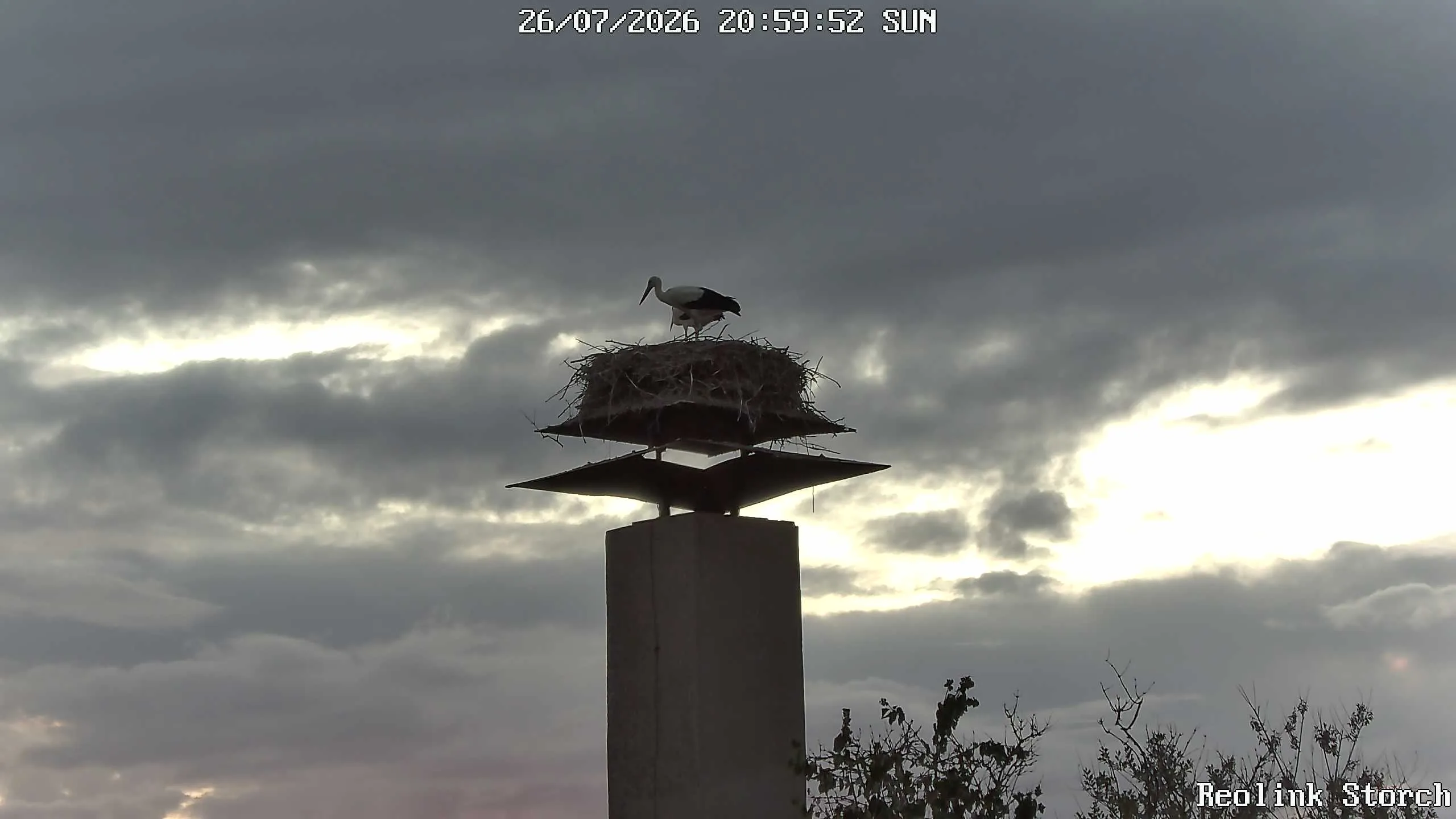 Storchencam Bild