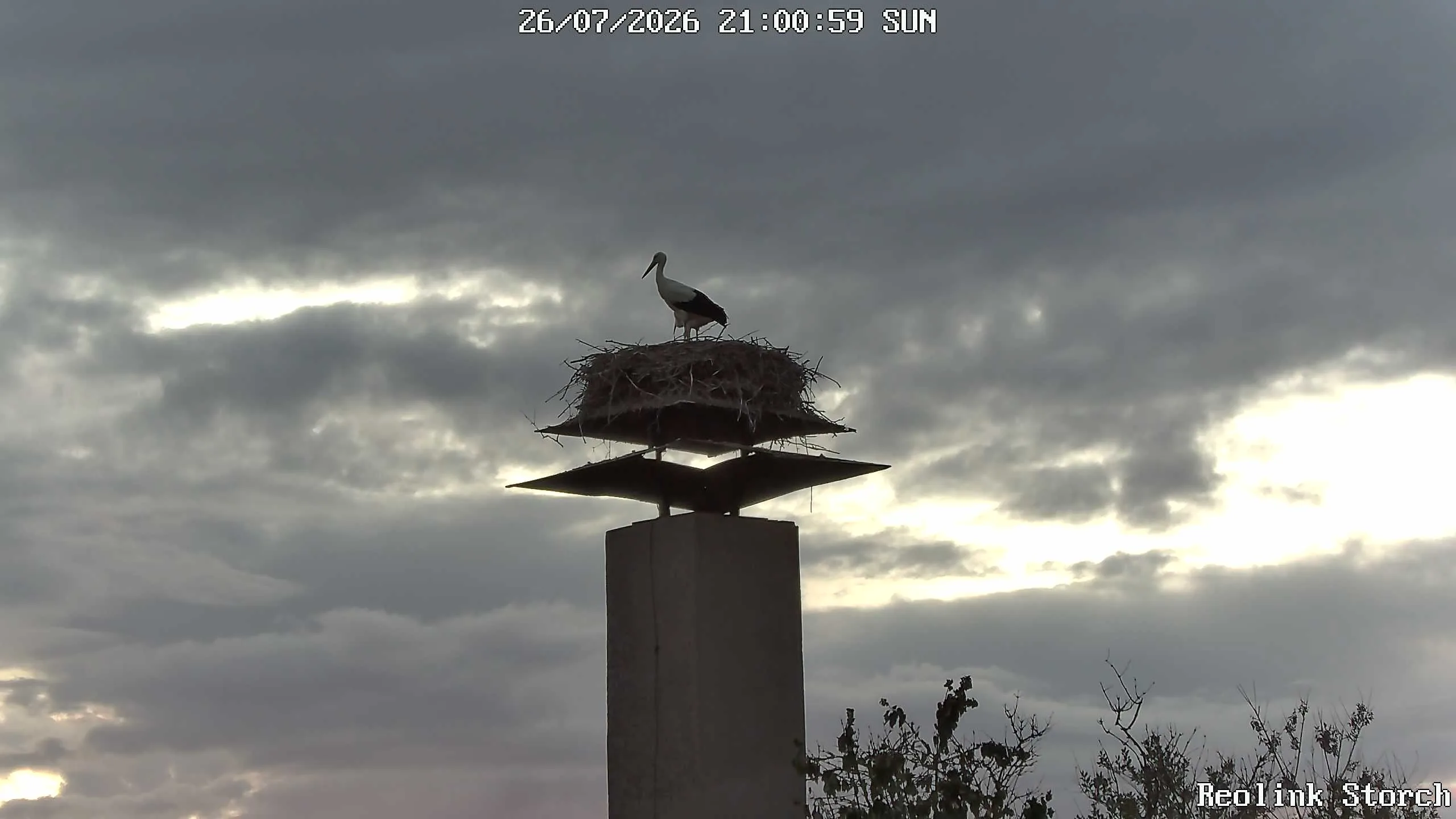 Storchencam Bild