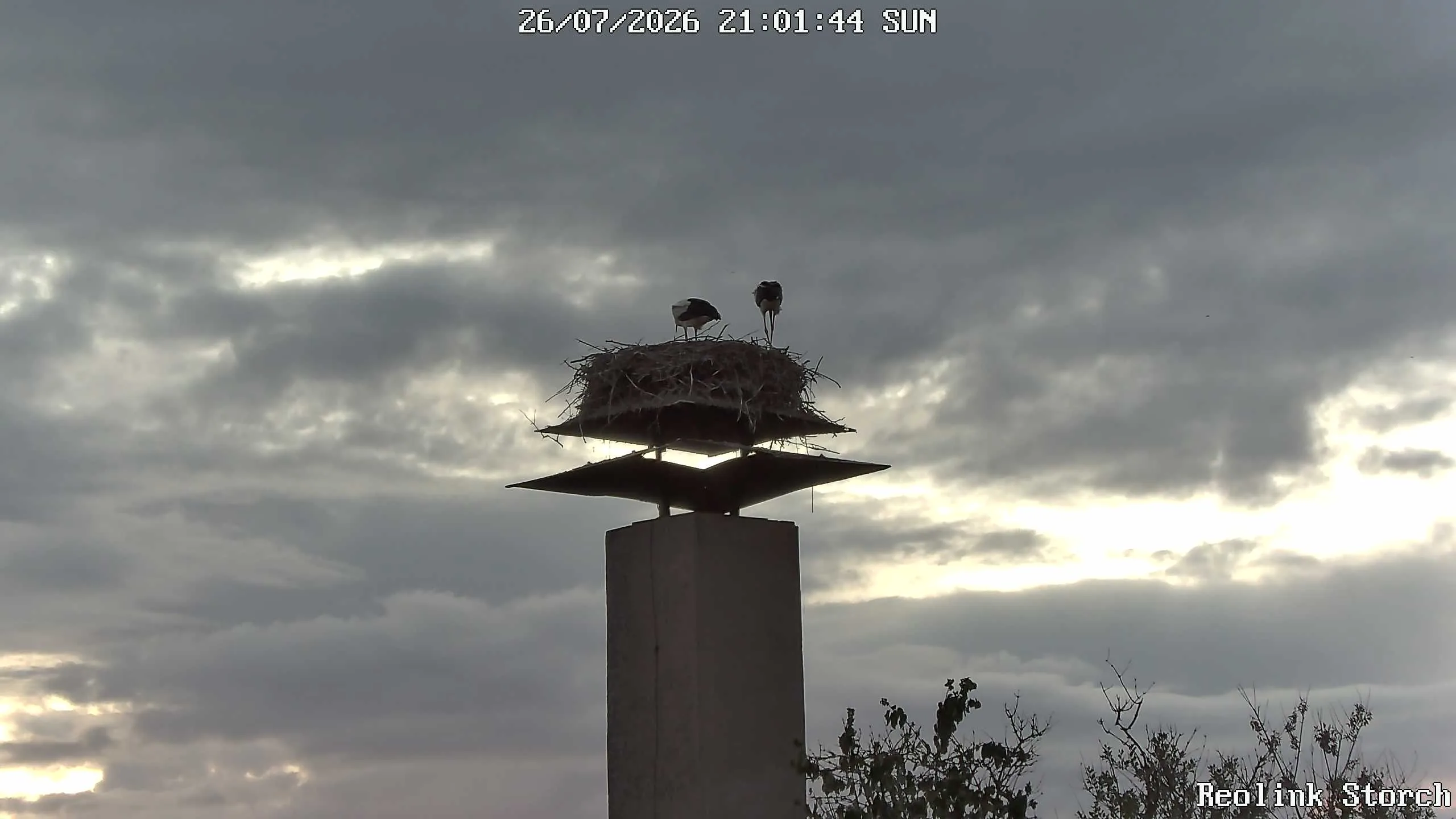 Storchencam Bild