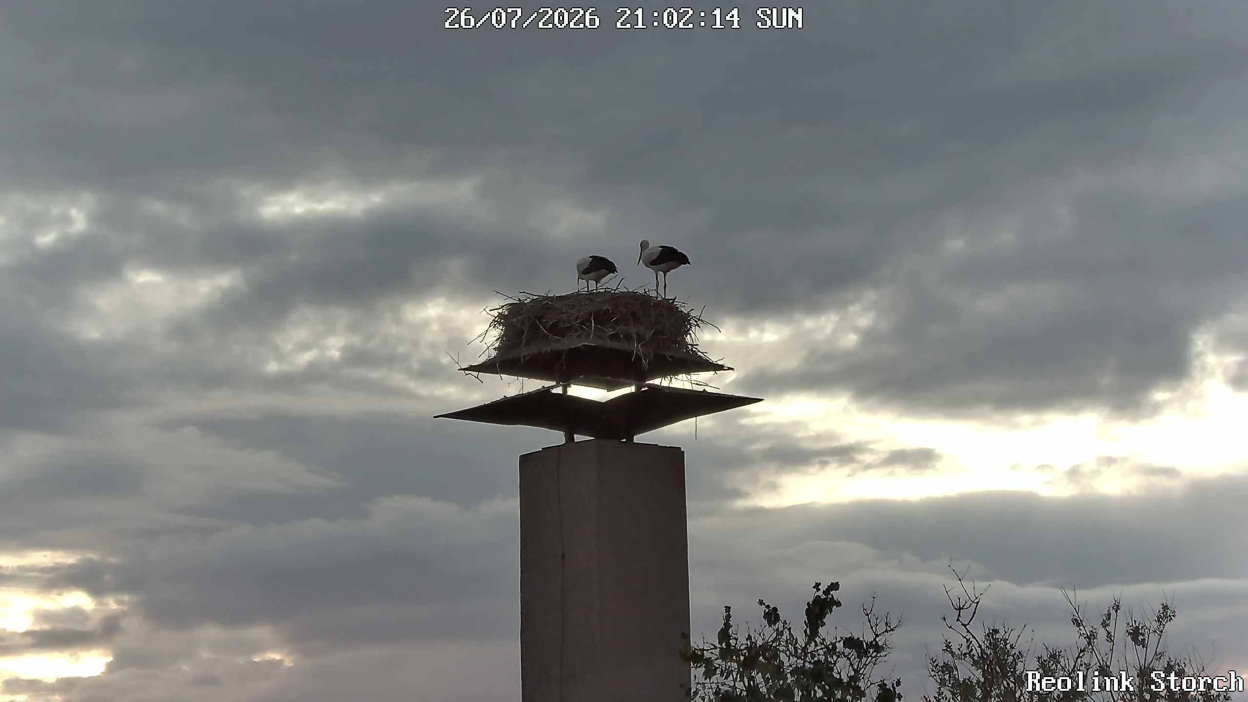 Storchencam Bild
