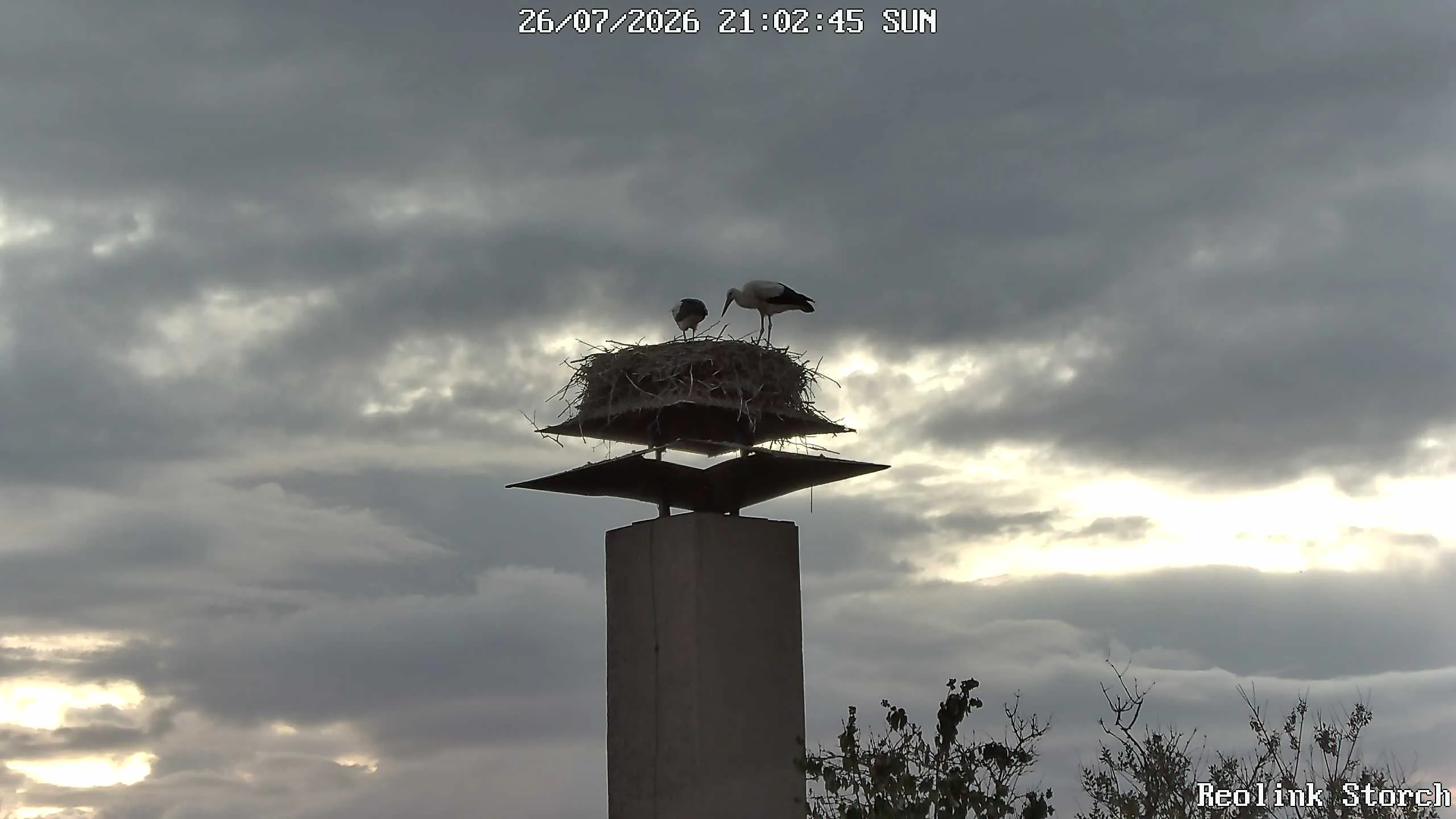 Storchencam Bild
