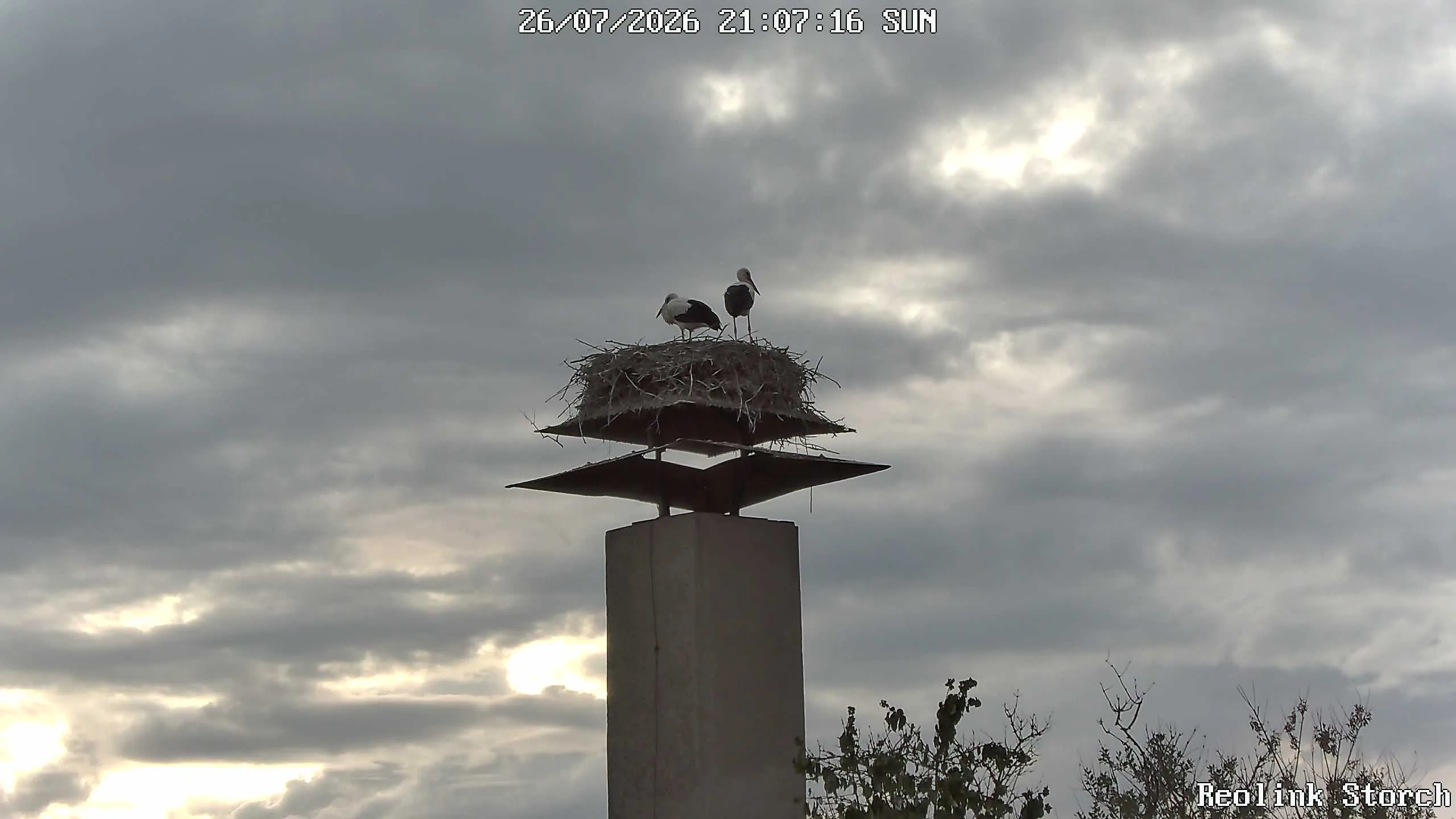 Storchencam Bild