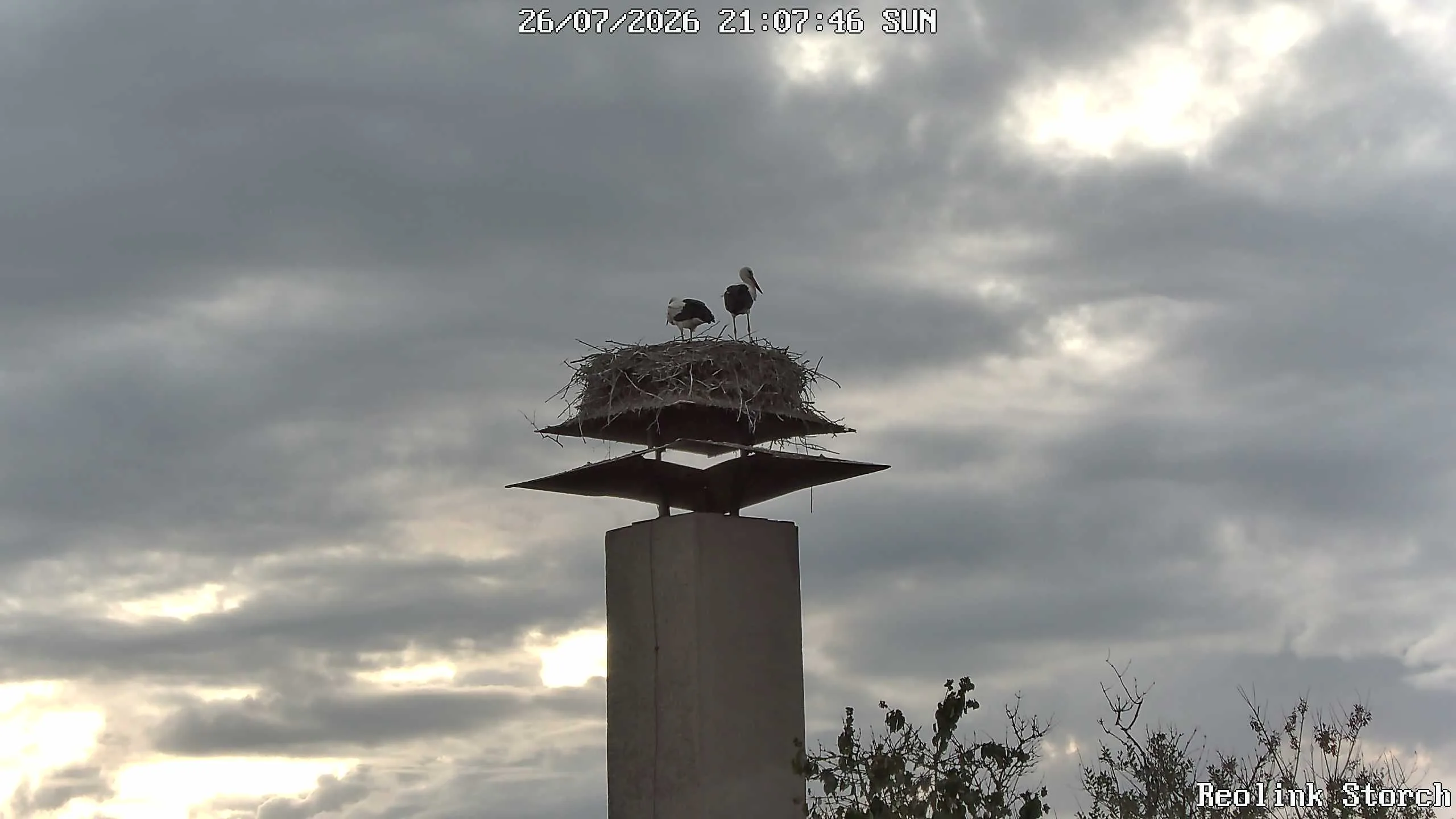 Storchencam Bild