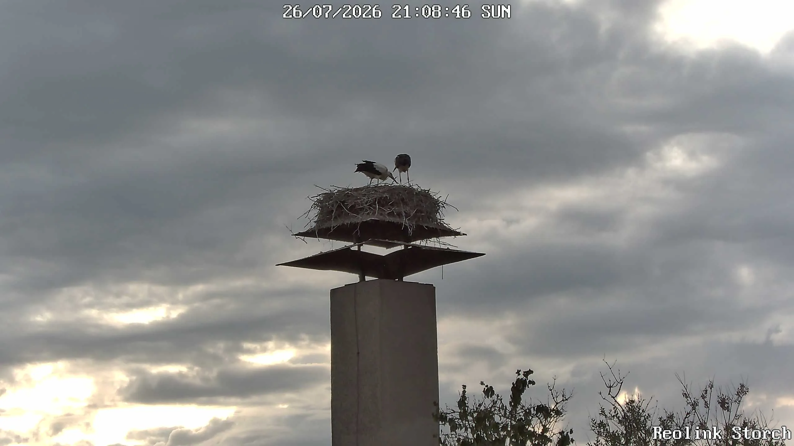 Storchencam Bild