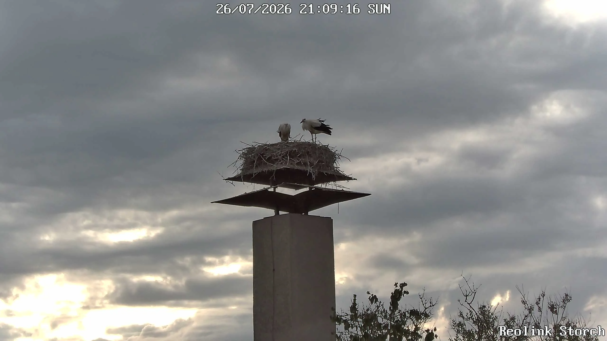 Storchencam Bild