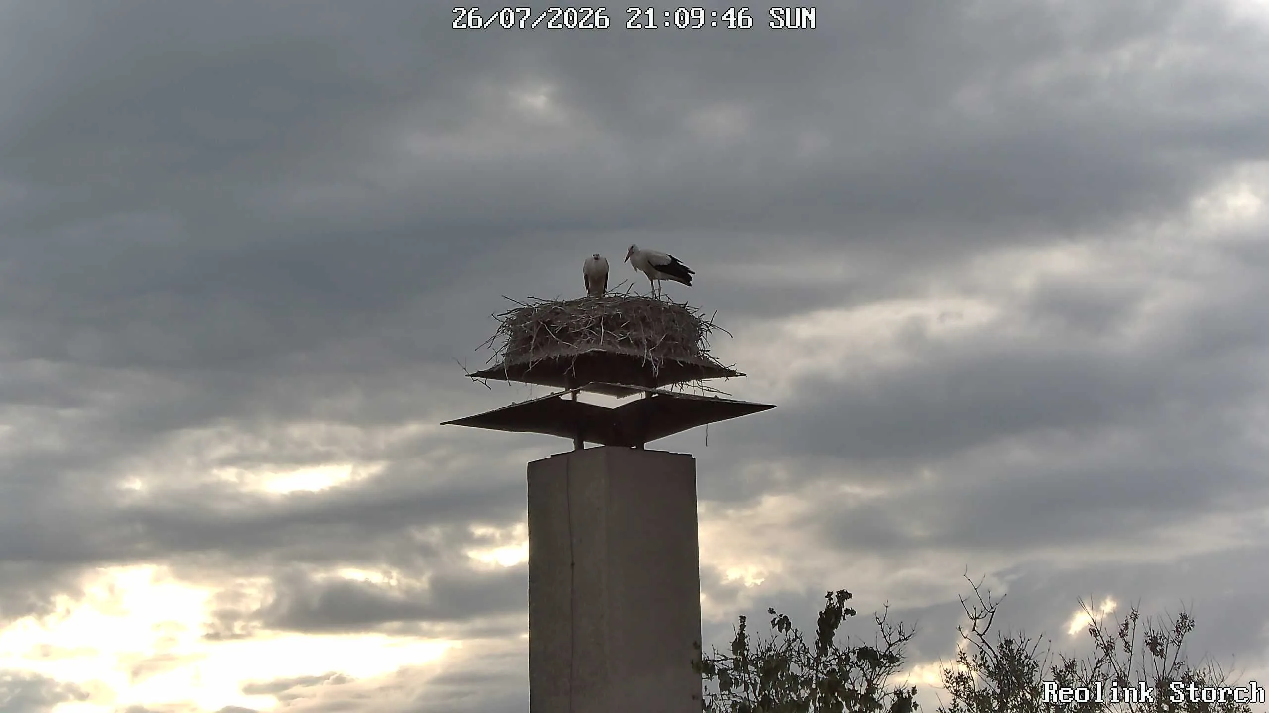 Storchencam Bild