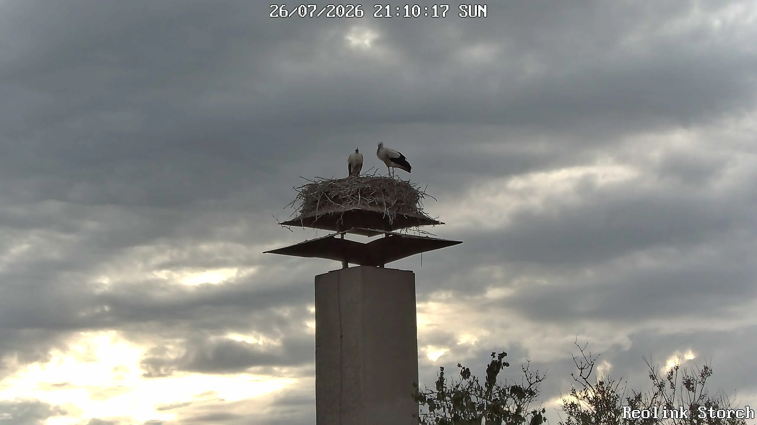 Storchencam Bild