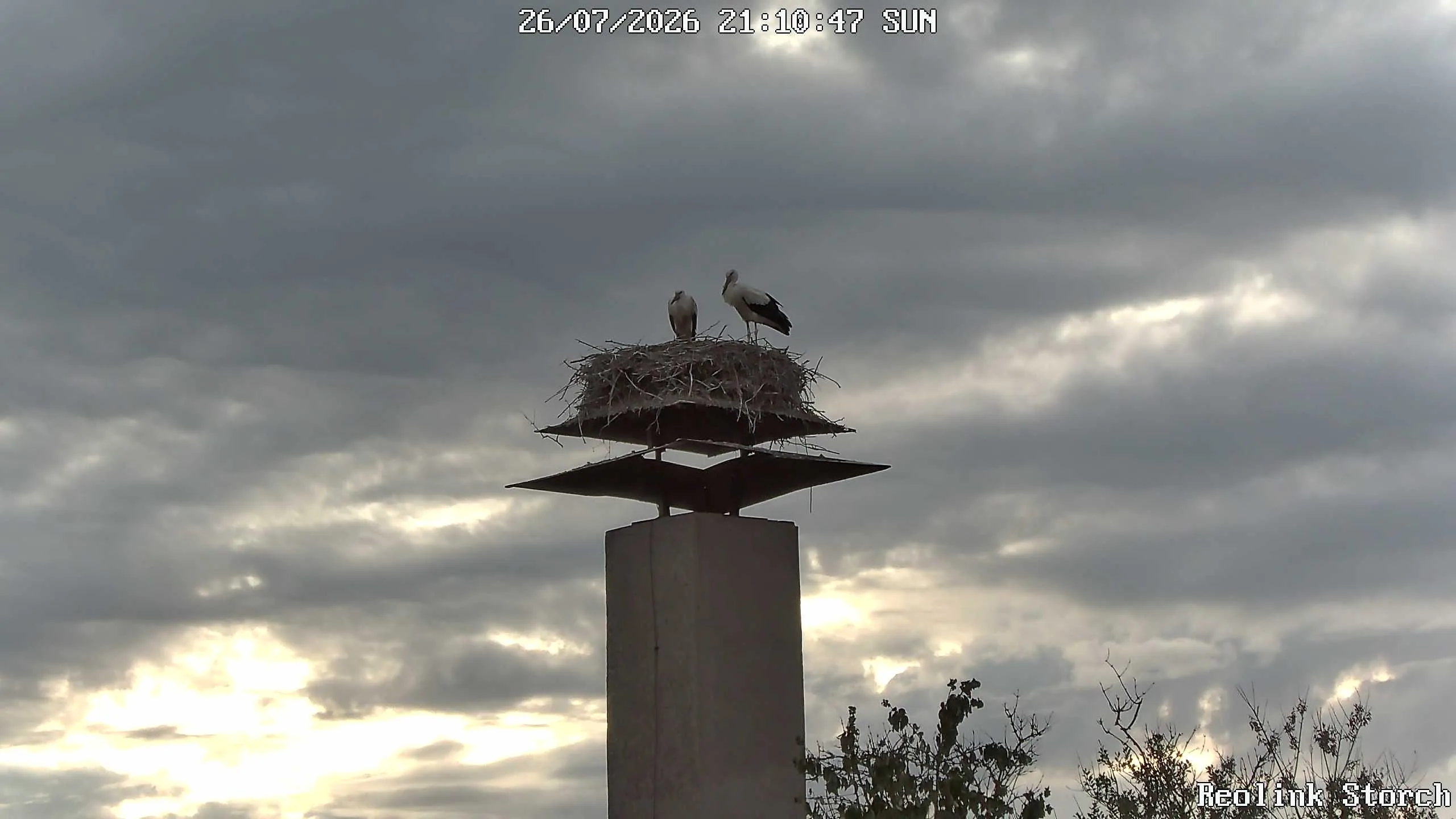 Storchencam Bild