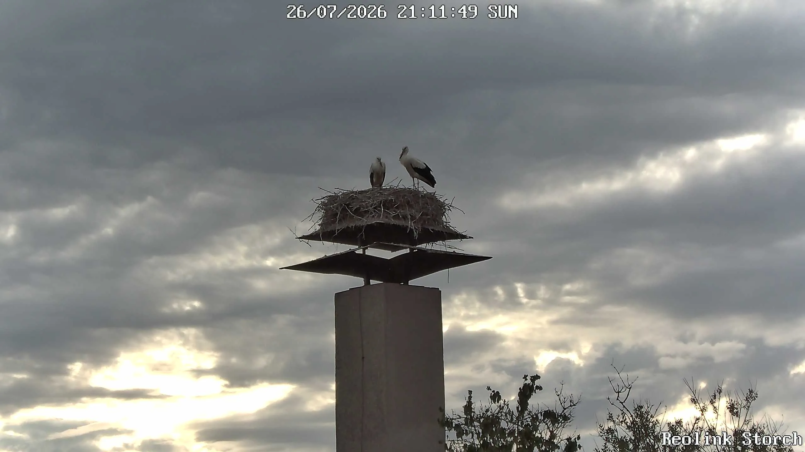 Storchencam Bild