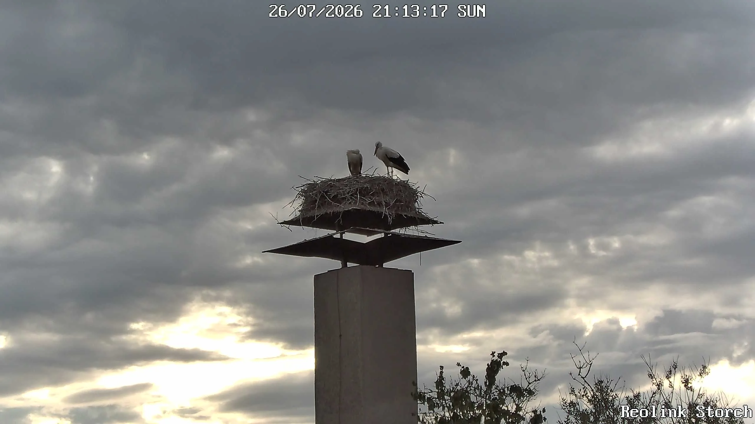 Storchencam Bild