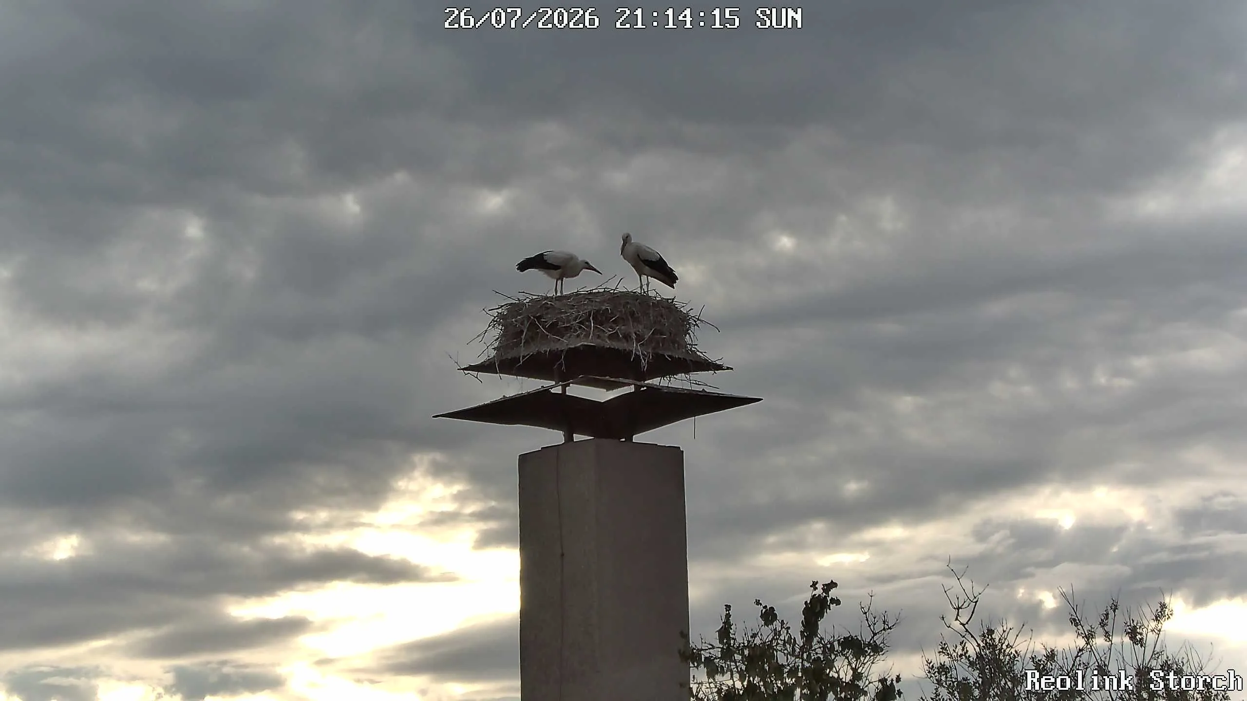 Storchencam Bild