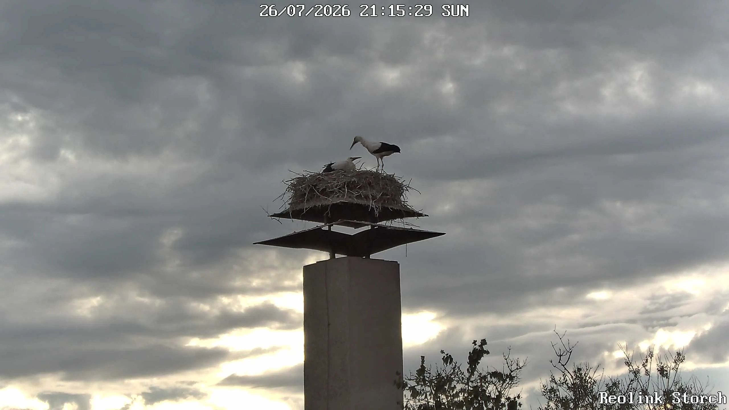 Storchencam Bild