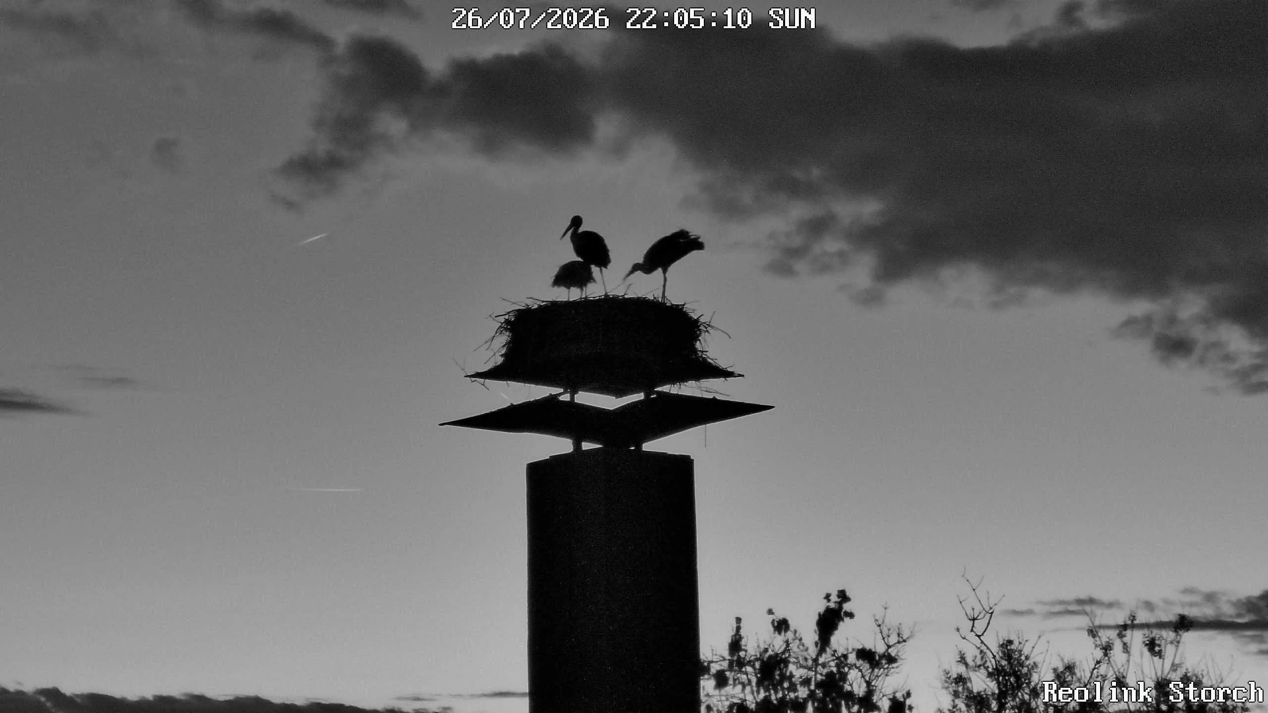 Storchencam Bild