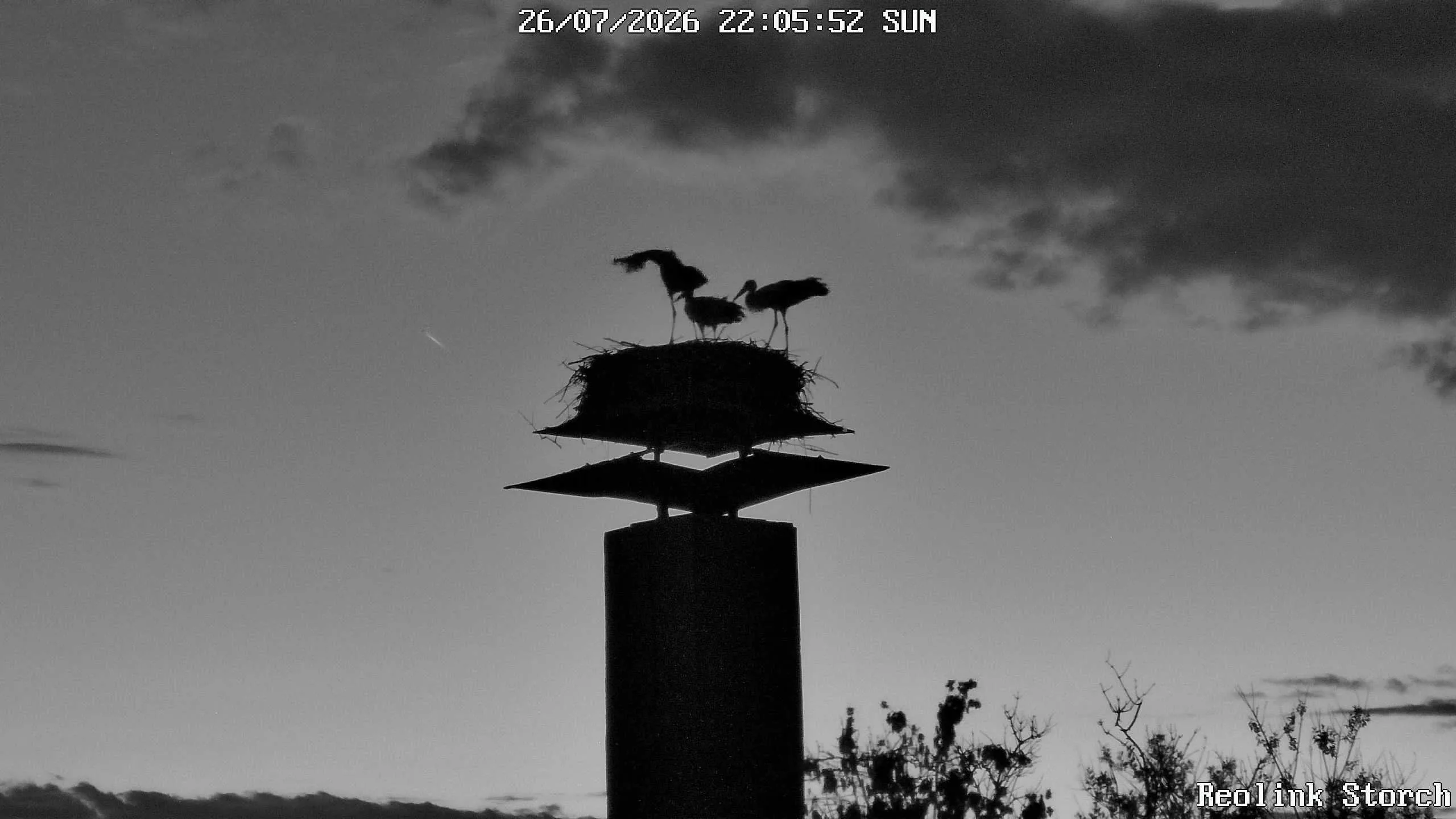 Storchencam Bild