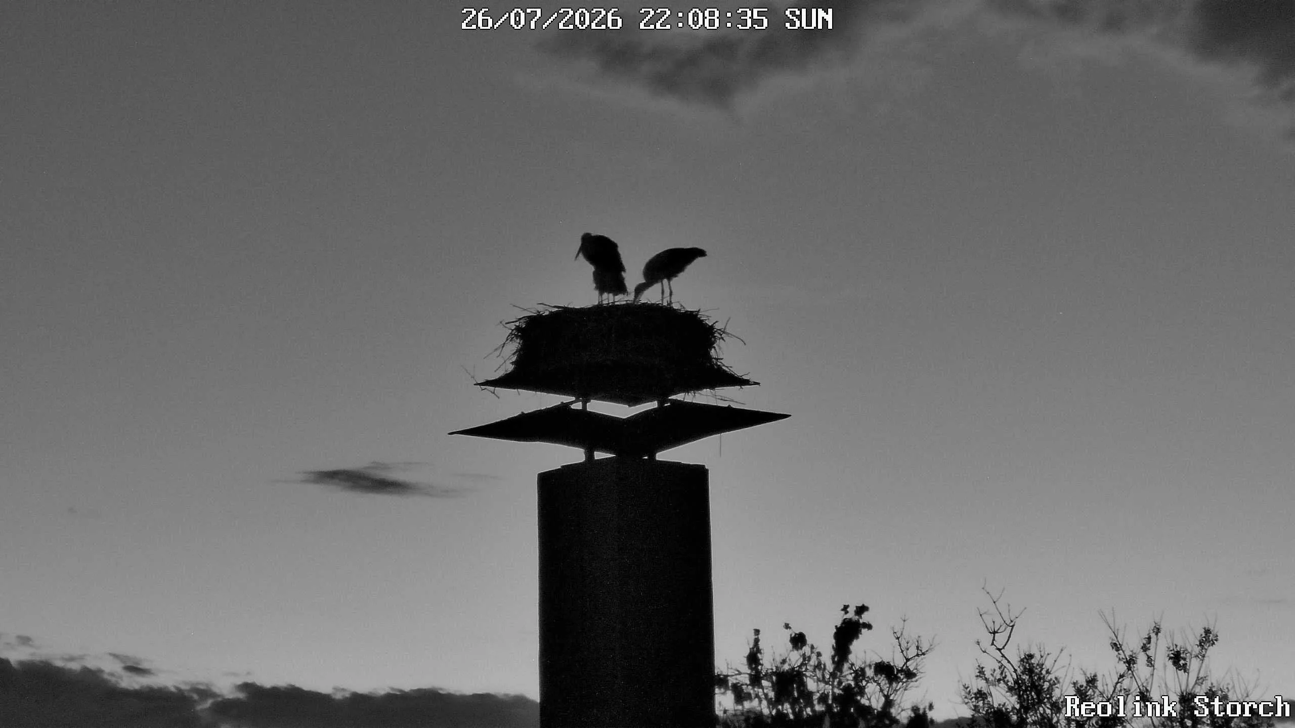 Storchencam Bild