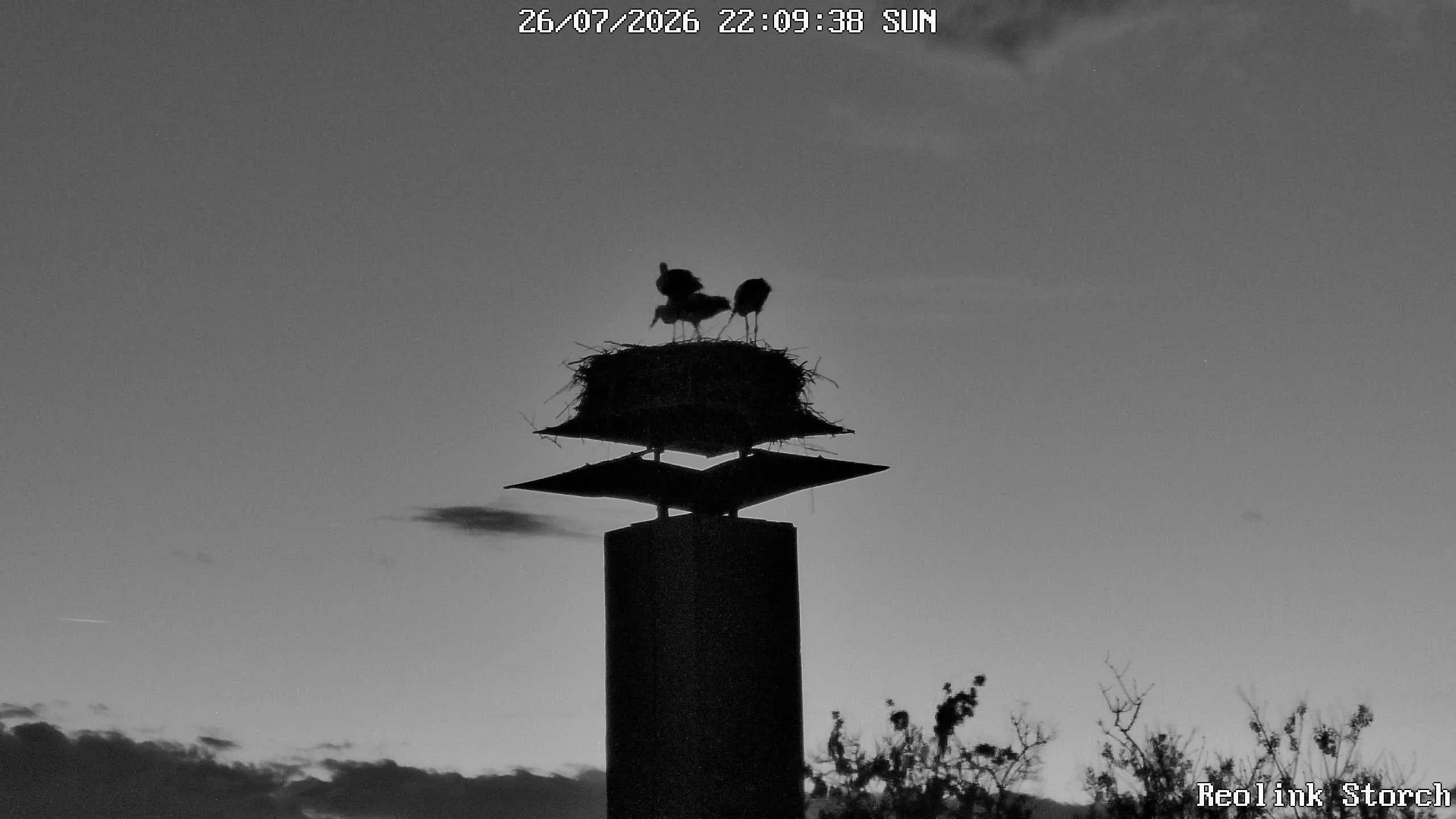 Storchencam Bild