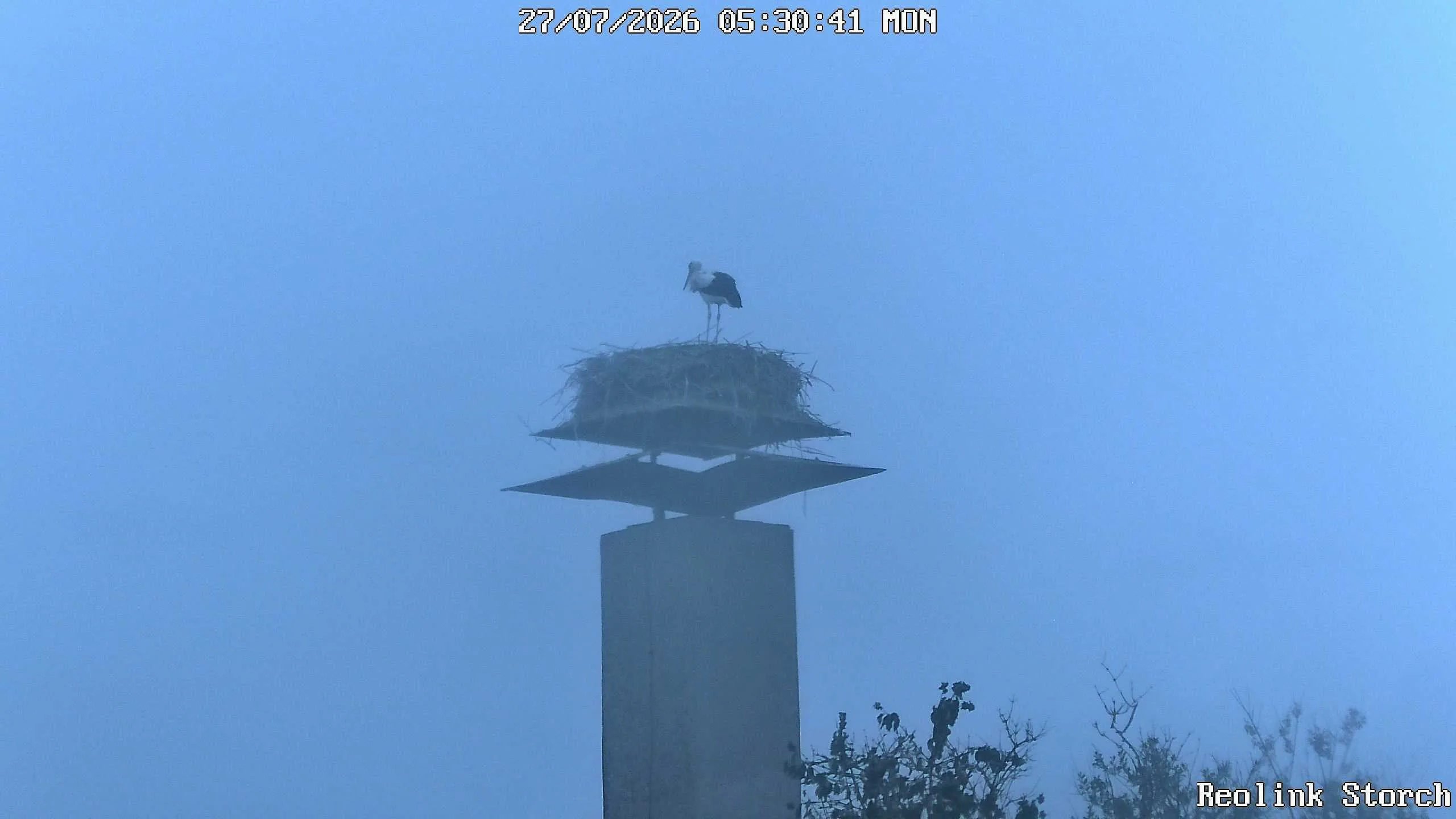 Storchencam Bild