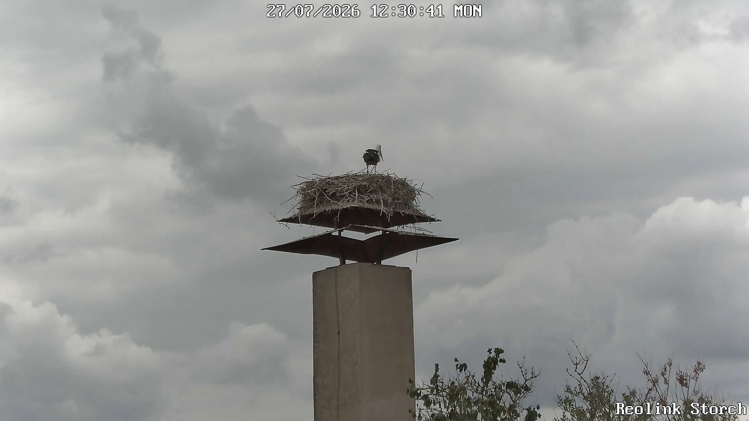 Storchencam Bild
