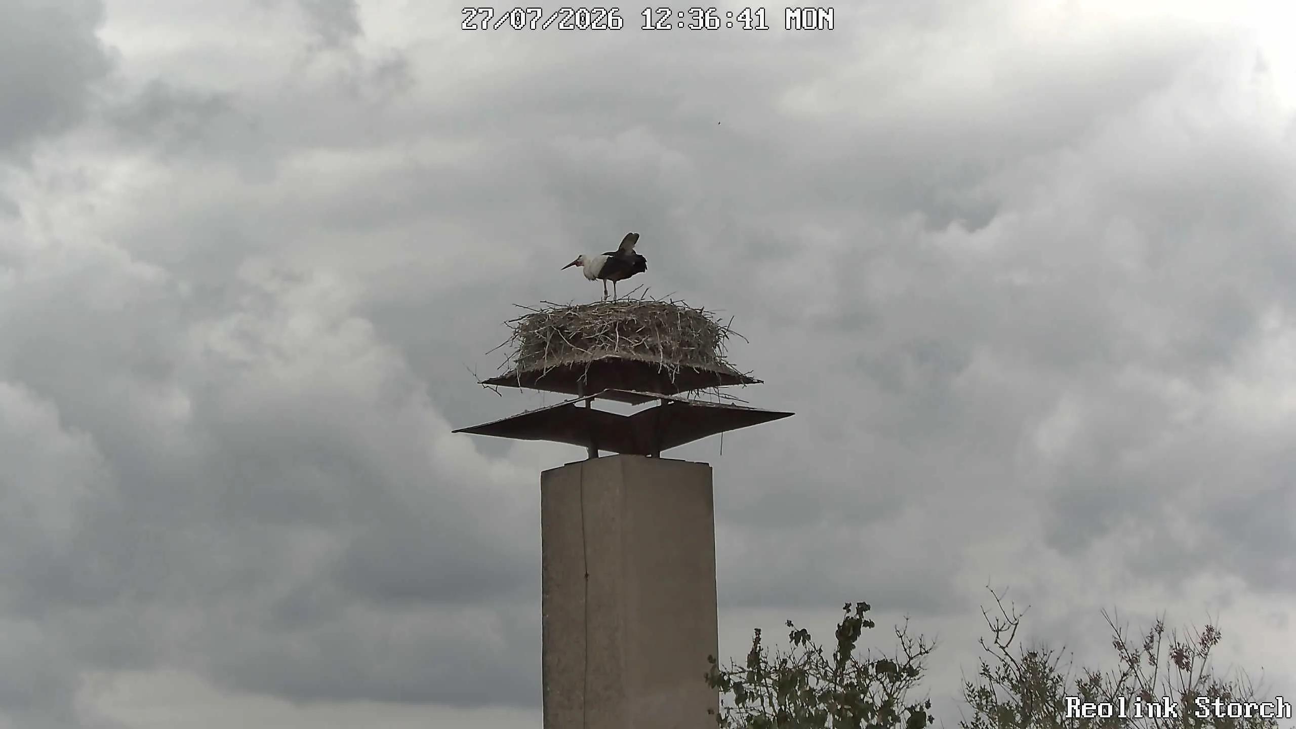 Storchencam Bild