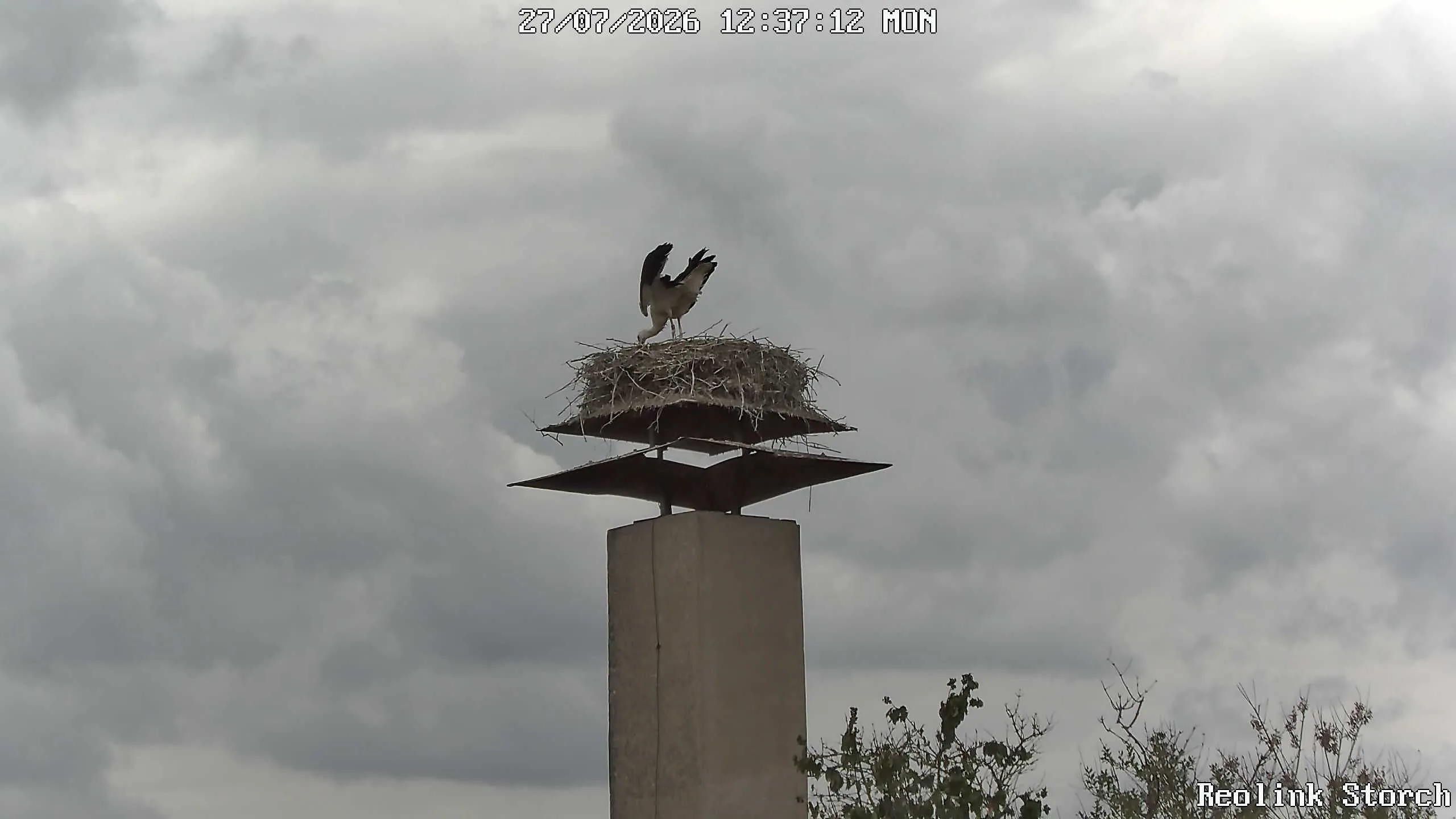 Storchencam Bild