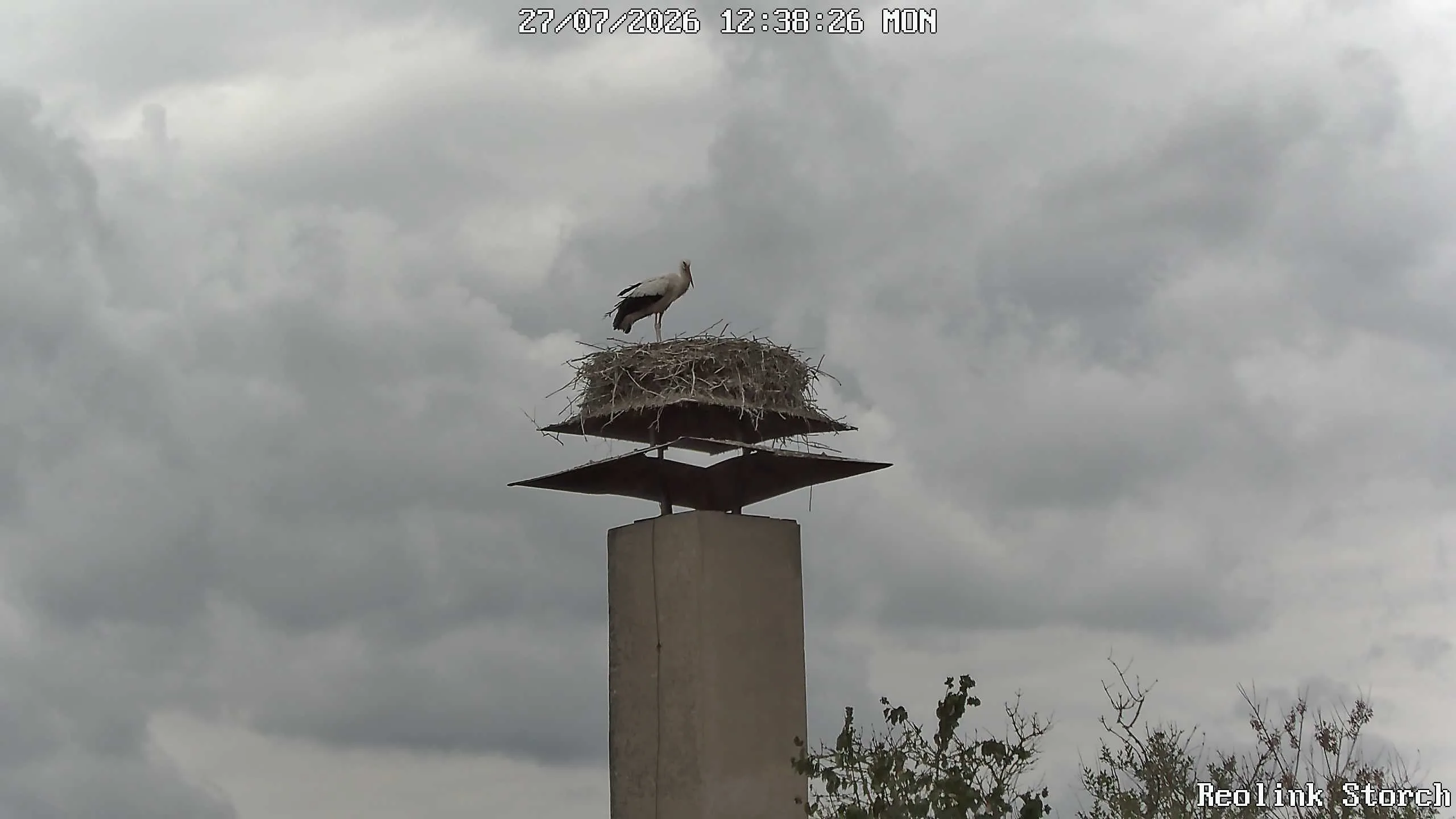 Storchencam Bild