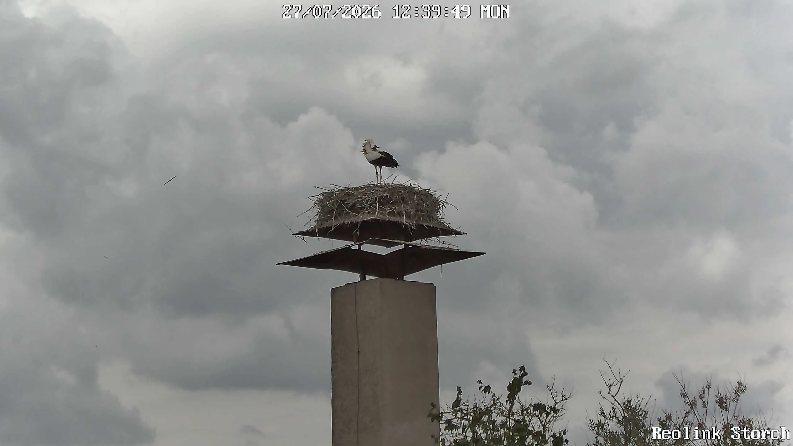 Storchencam Bild