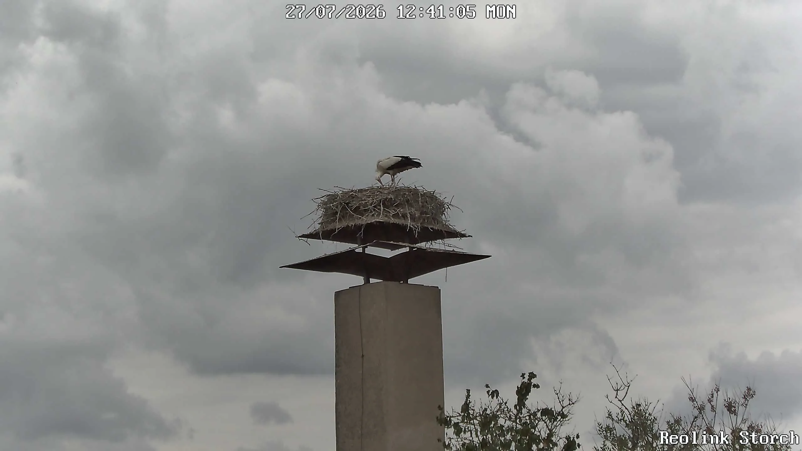 Storchencam Bild