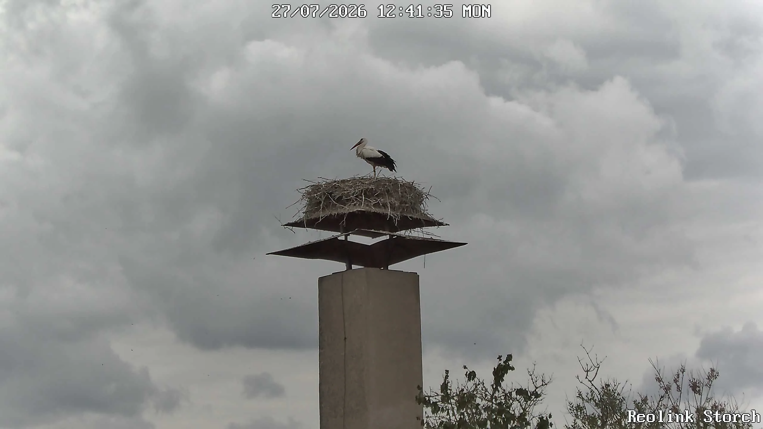 Storchencam Bild