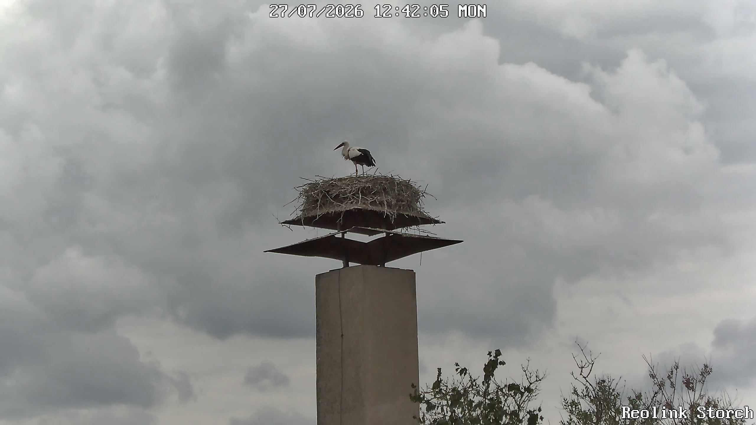 Storchencam Bild