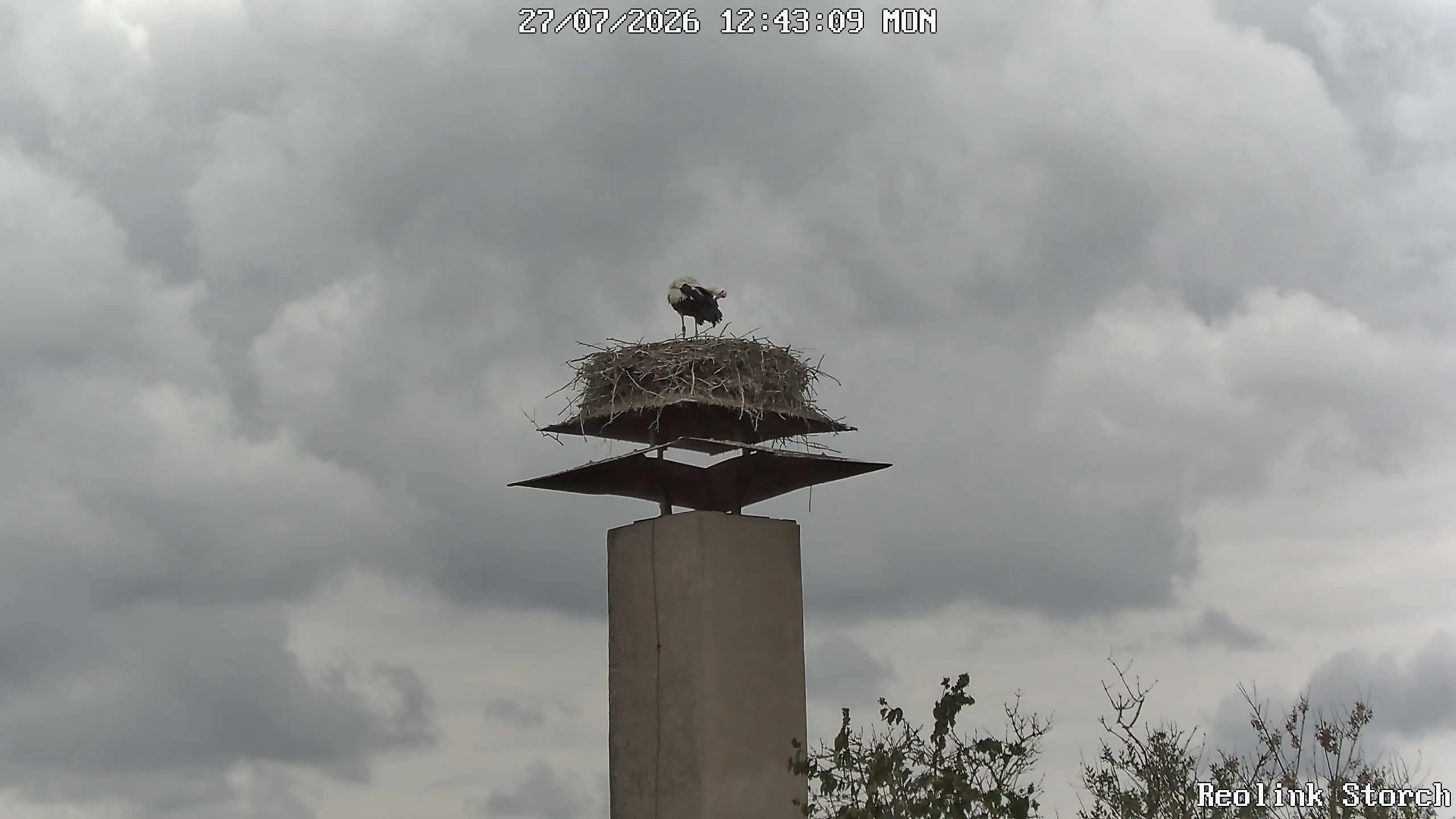 Storchencam Bild