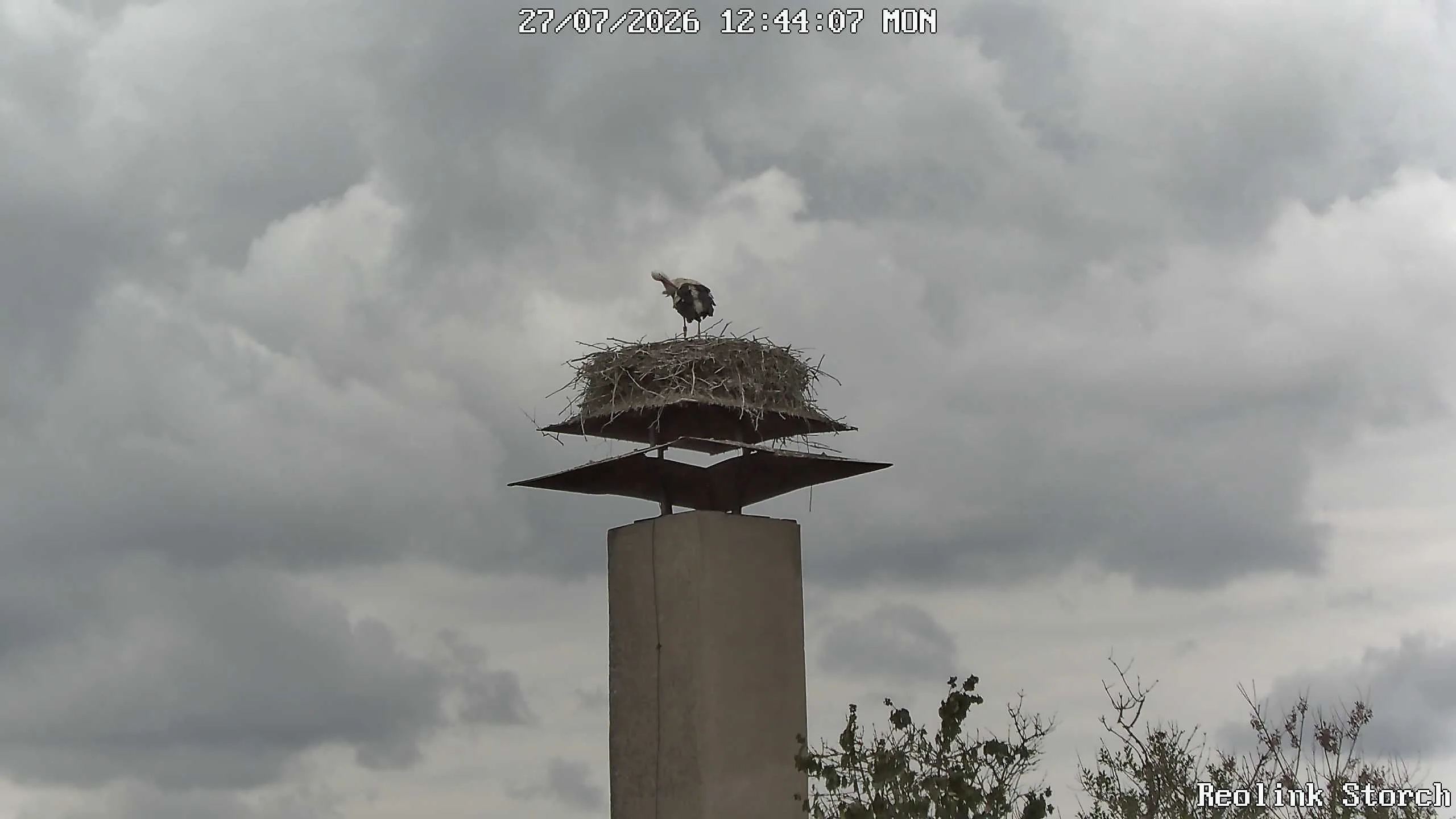 Storchencam Bild