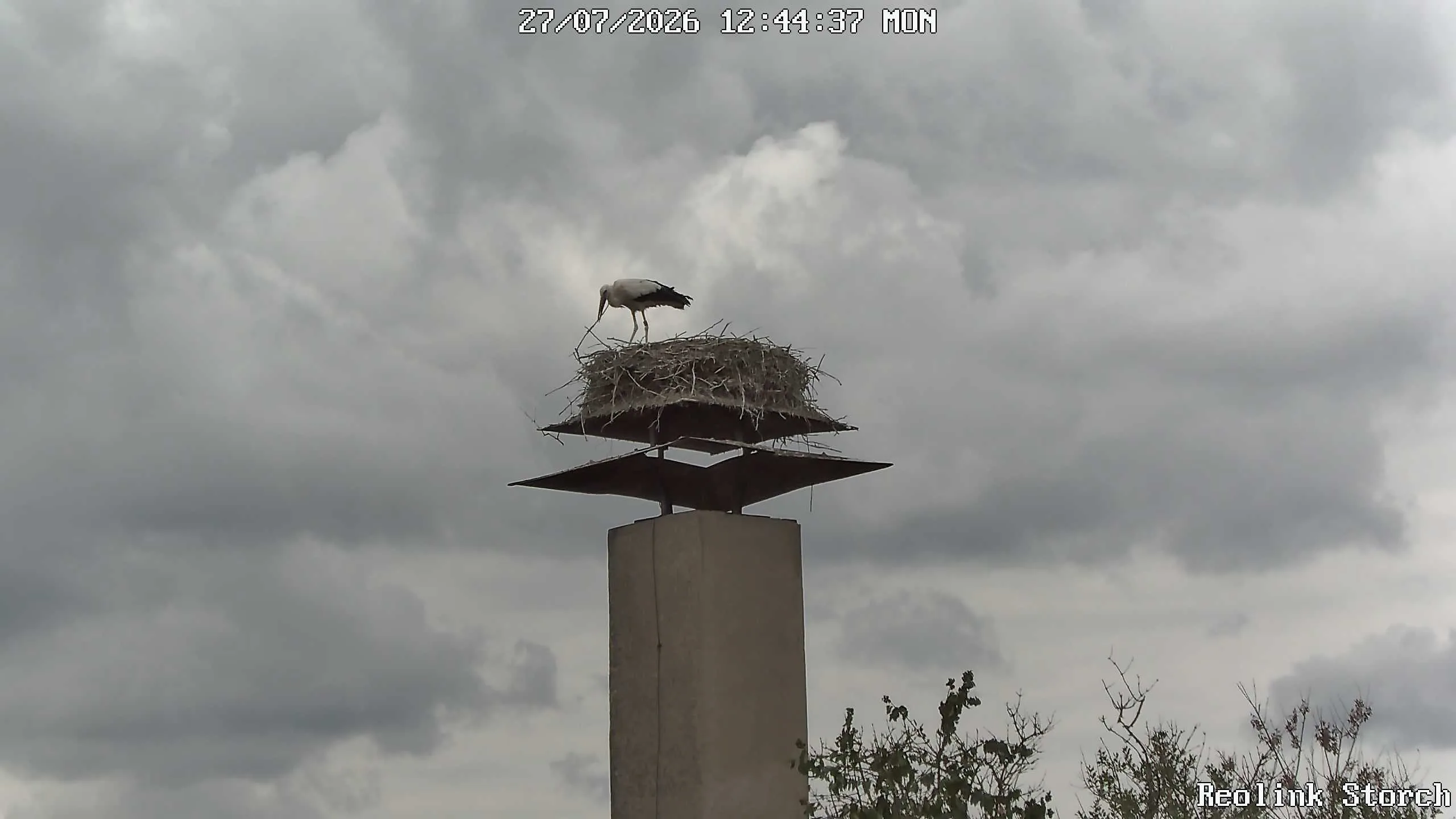 Storchencam Bild