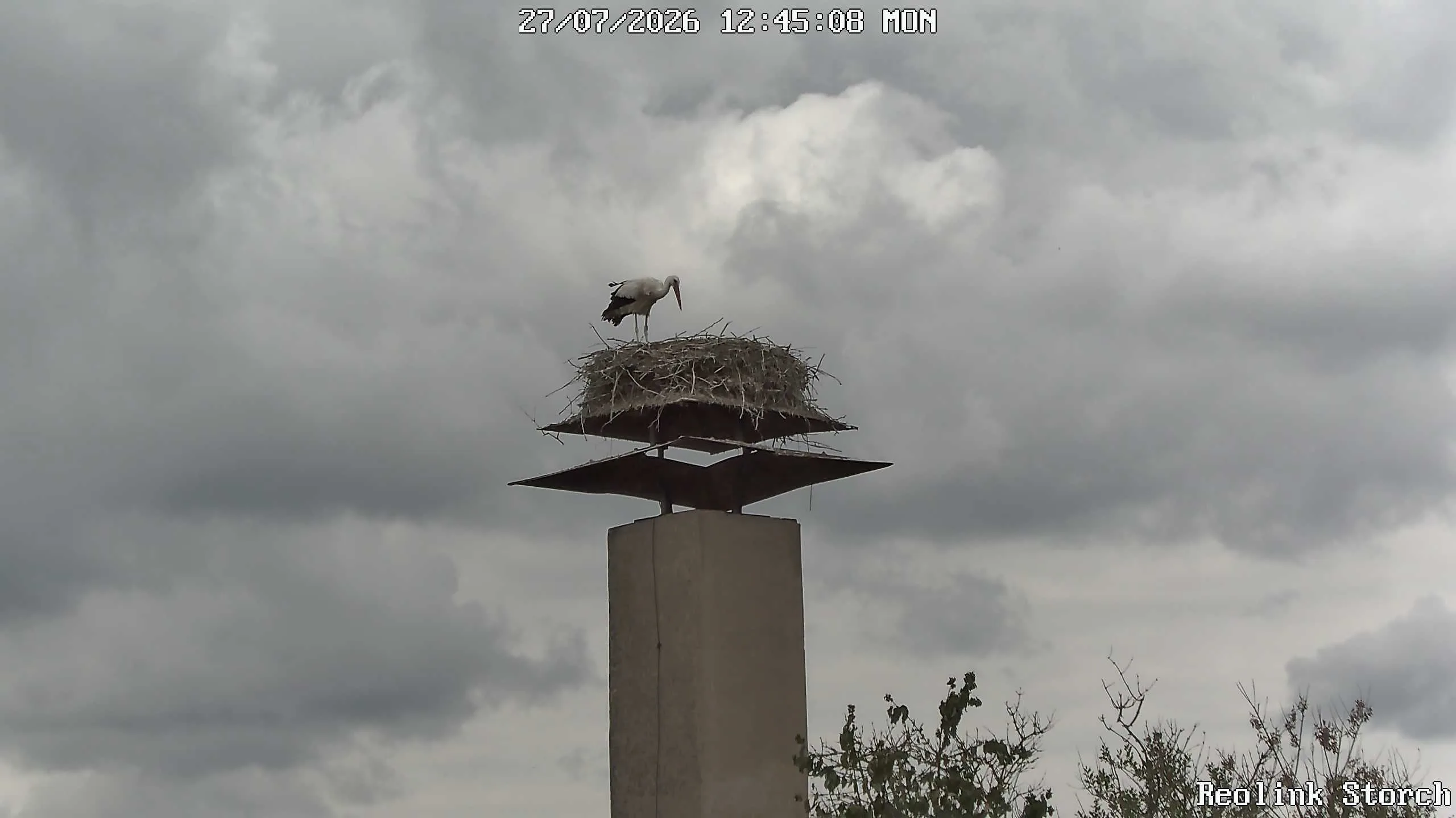 Storchencam Bild